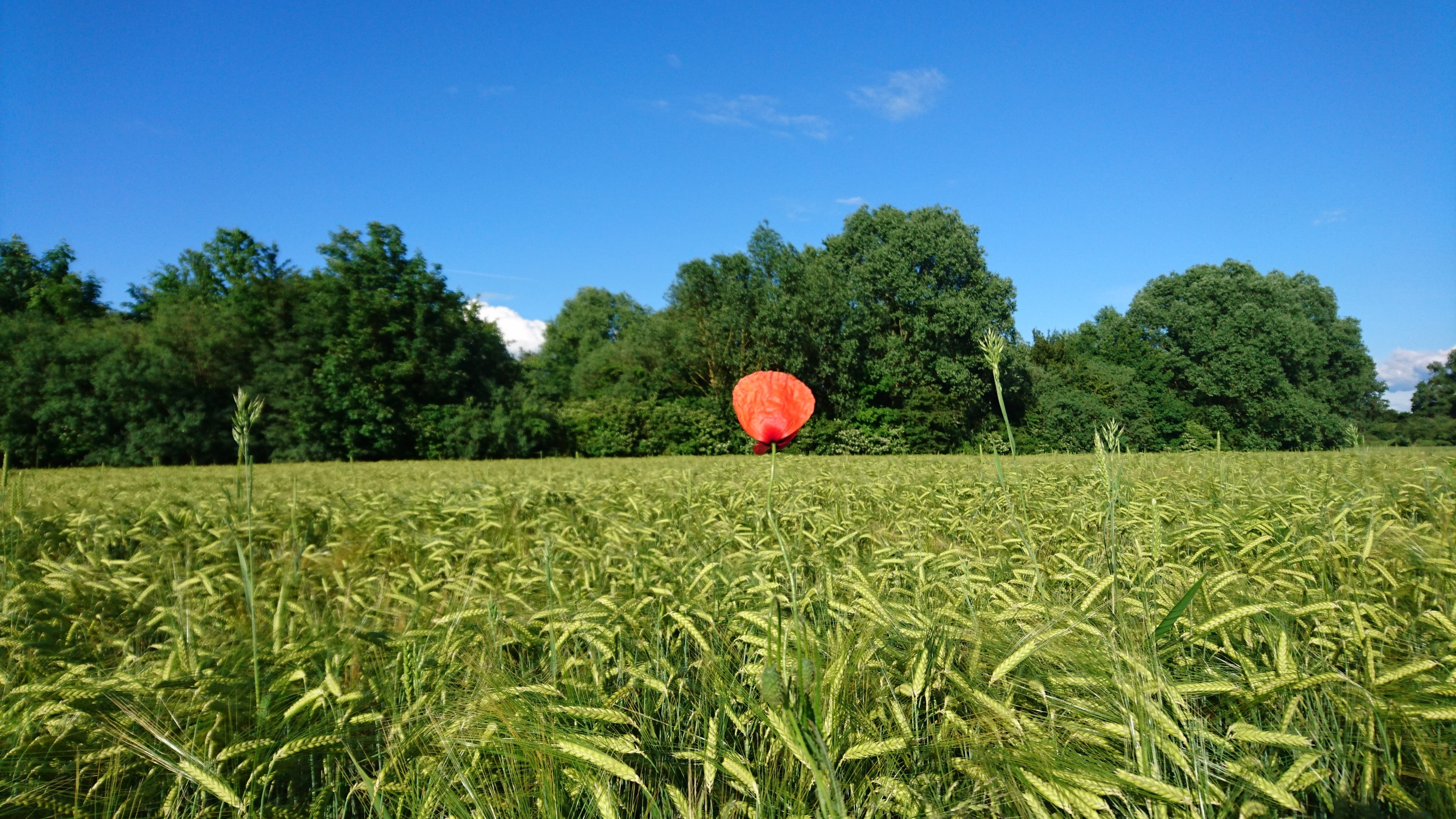 farm, tree, growth, plant, cereal plant, environment, 4K, outdoors, red, sky, wheet, crop, Poppy, beauty in nature, nature, Self-Confidence, themselves apart, HD Wallpaper