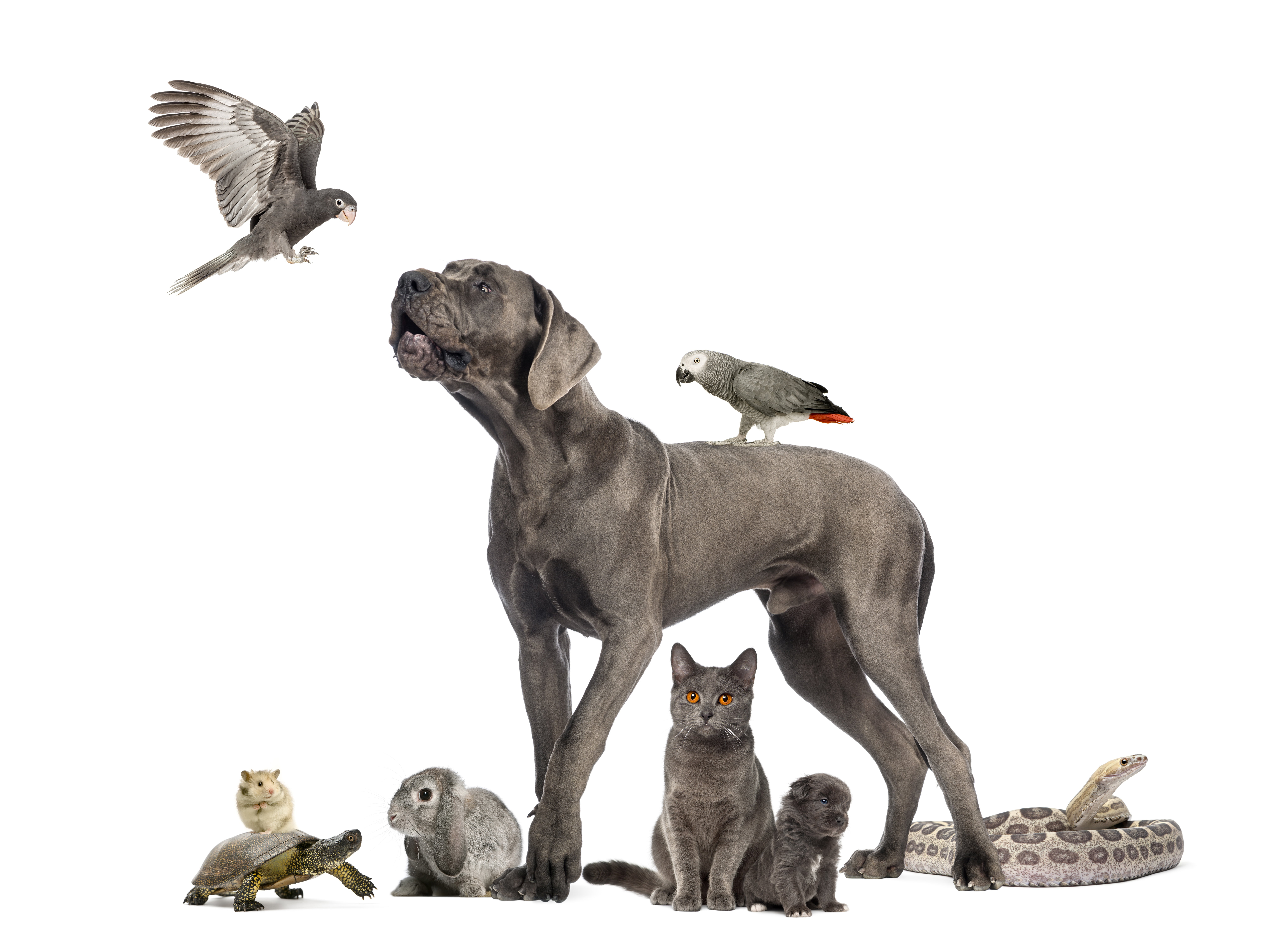 dog, parrot, rabbit, collage, puppy, cats, strengthening scientific research accosted, snake, 8K, HD Wallpaper