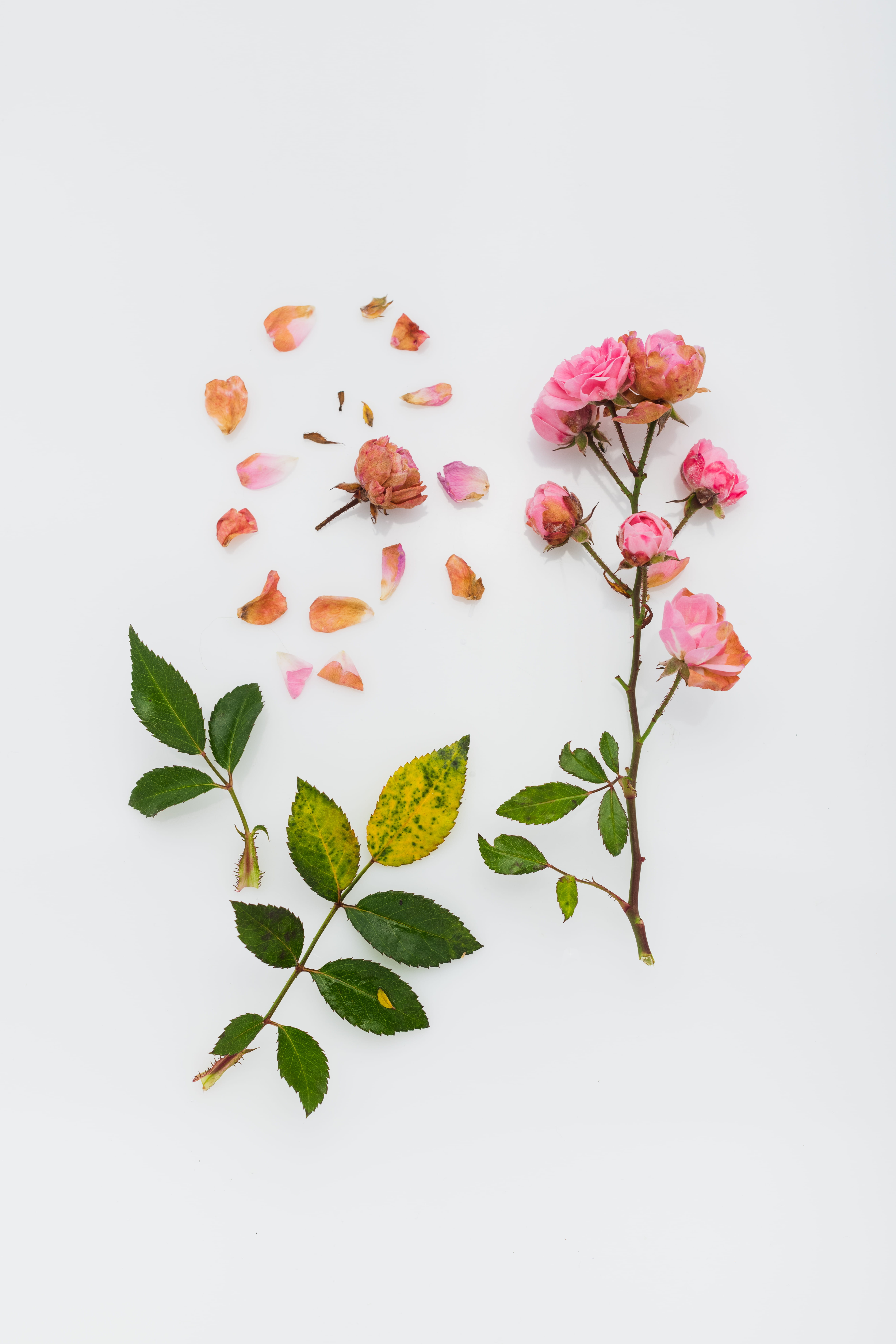 plant, white, flower head, still life, 8K, plant stem, plant part, freshness, autumn, flowers, faded, flowering plant, petaled, pink color, beauty of mature thing, Phone HD Wallpaper