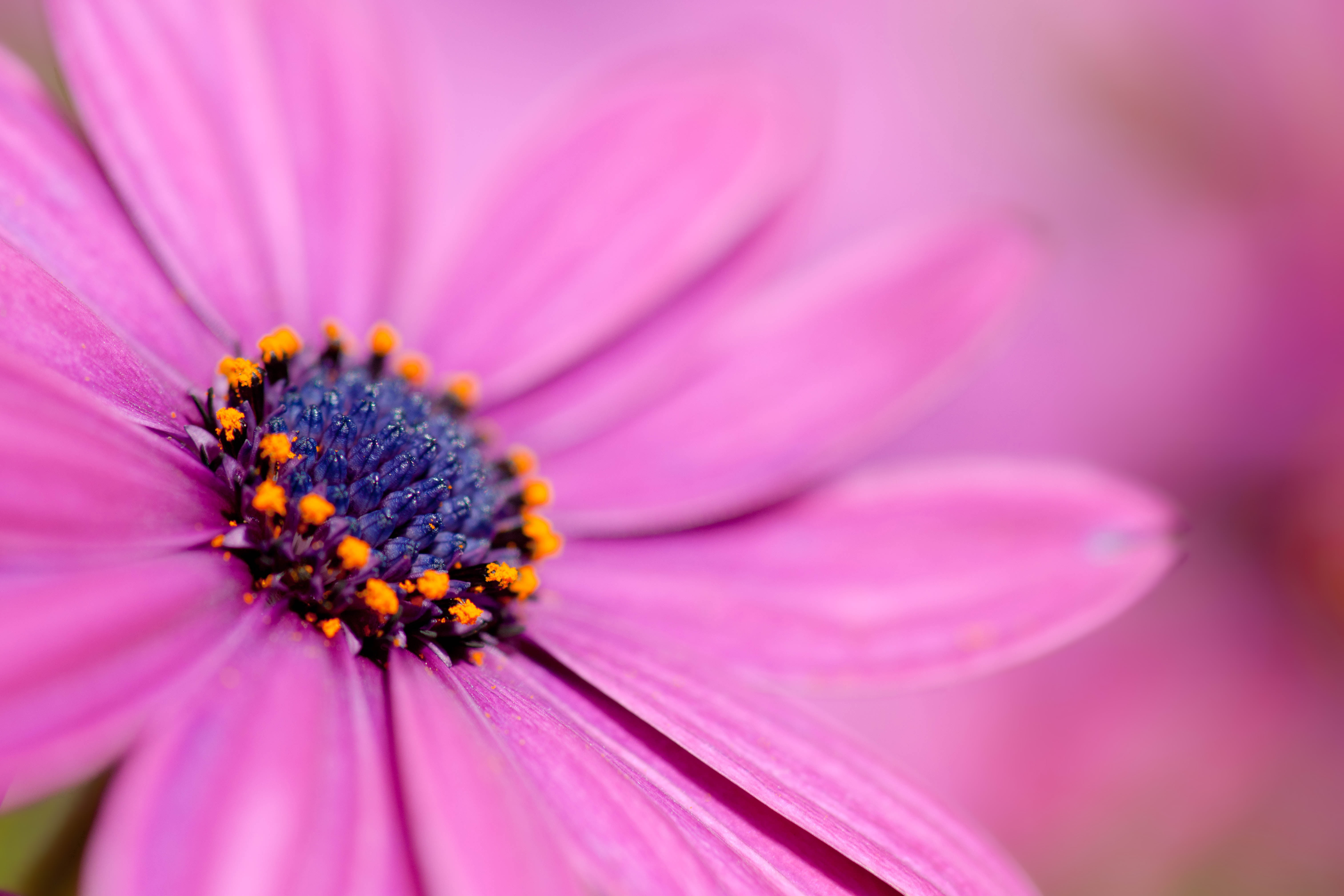 pink, pink Color, 5K, flower, flower  bug, beauty In Nature, plant, selective, bugs, Cosmos, eyes, selective focus, things, macro, close-up, petal, nature, HD Wallpaper