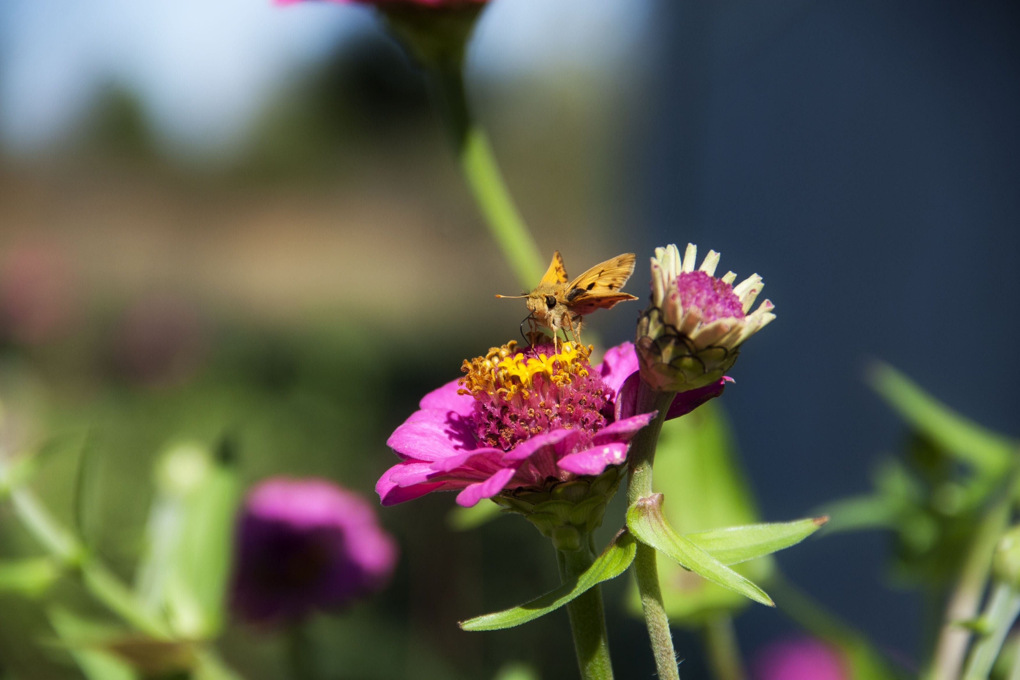 a bugs life, flowering plant, pollination, close up, focus on foreground, invertebrate, beauty, vulnerability, pollen, close-up, animal wildlife, animal themes, HD Wallpaper