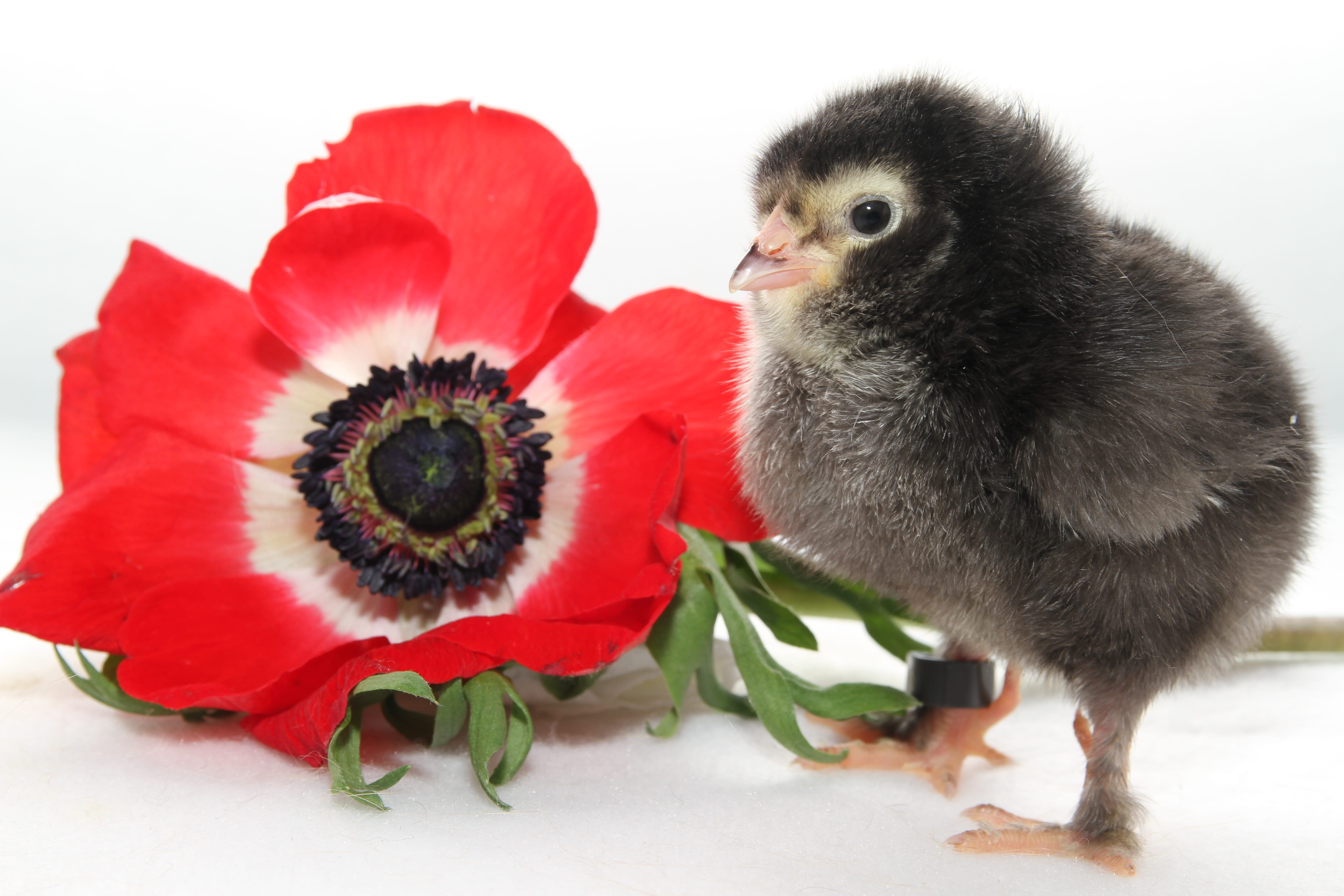 domestic, chickens chicks, one animal, spring, blossom, nature, no people, bloom, close-up, bird, chicks, young bird, indoors, flowering plant, easter, HD Wallpaper