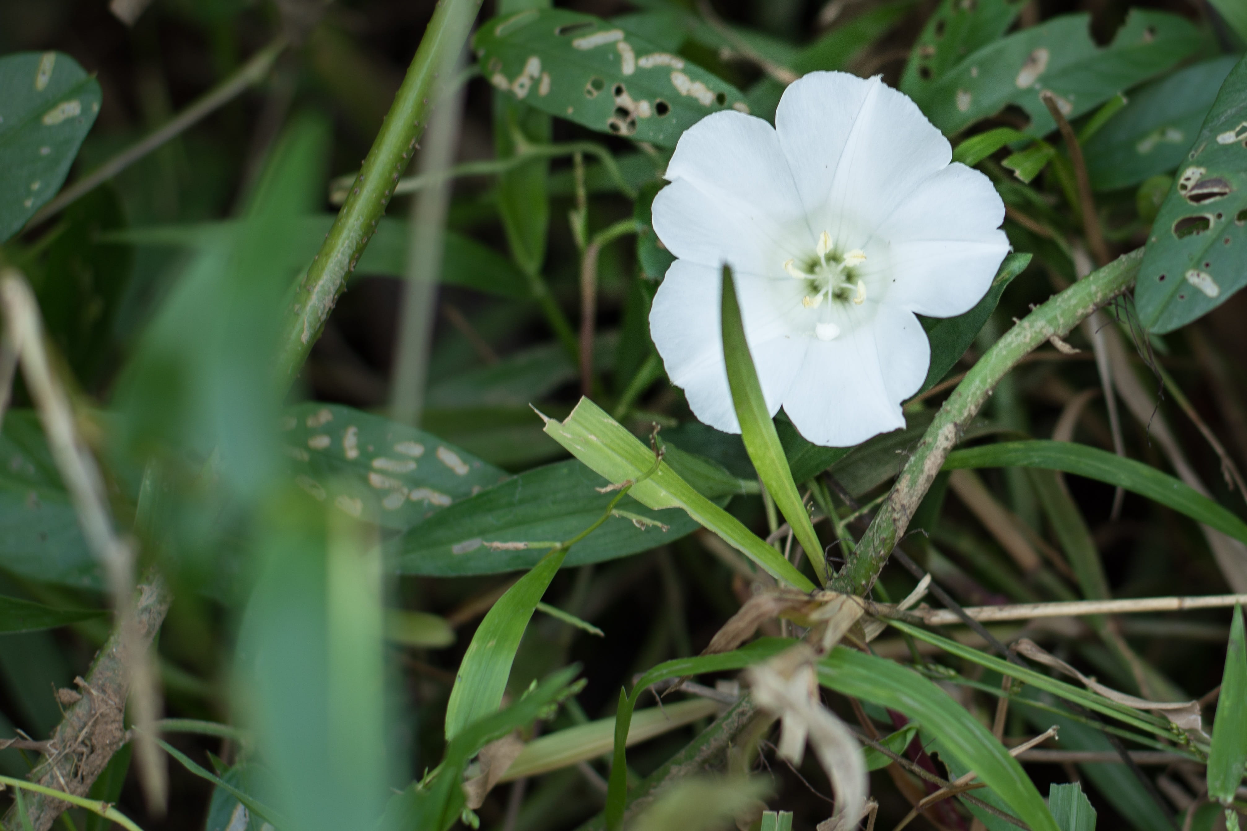 4K, plant part, no people, flower, springtime, flowering, white, flower head, white flower, close-up, white flowers, beauty in nature, outdoors, wild flowers, HD Wallpaper