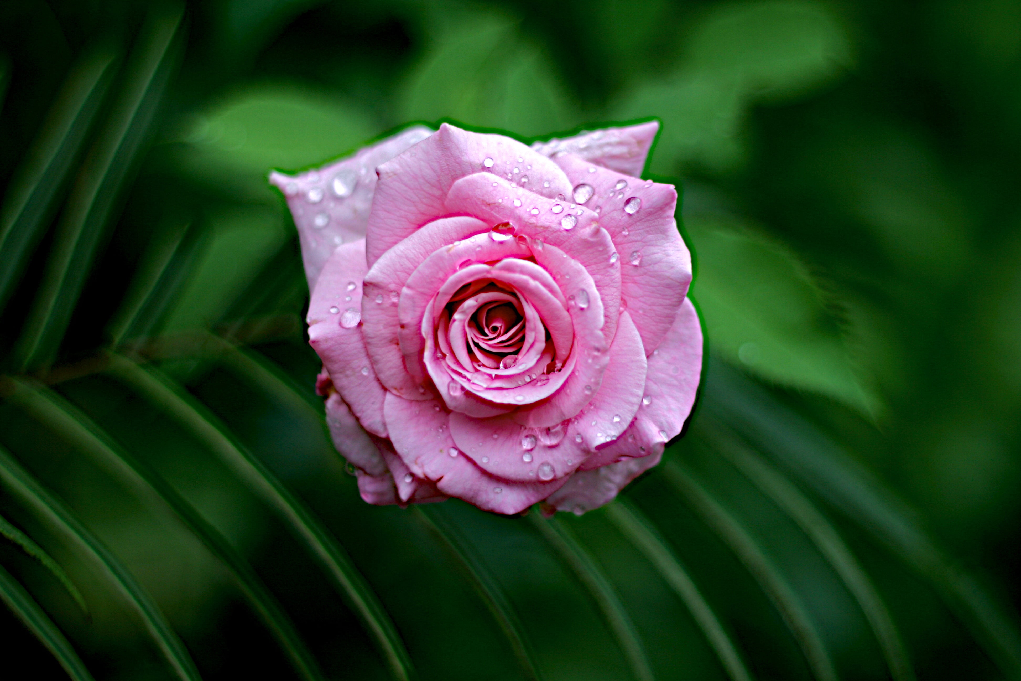 rose - Flower, petal, nature, water, flower, 4K, petaled, freshness, things, pink, flowers, close-up, water  droplet, plant, dew, beauty In Nature, HD Wallpaper