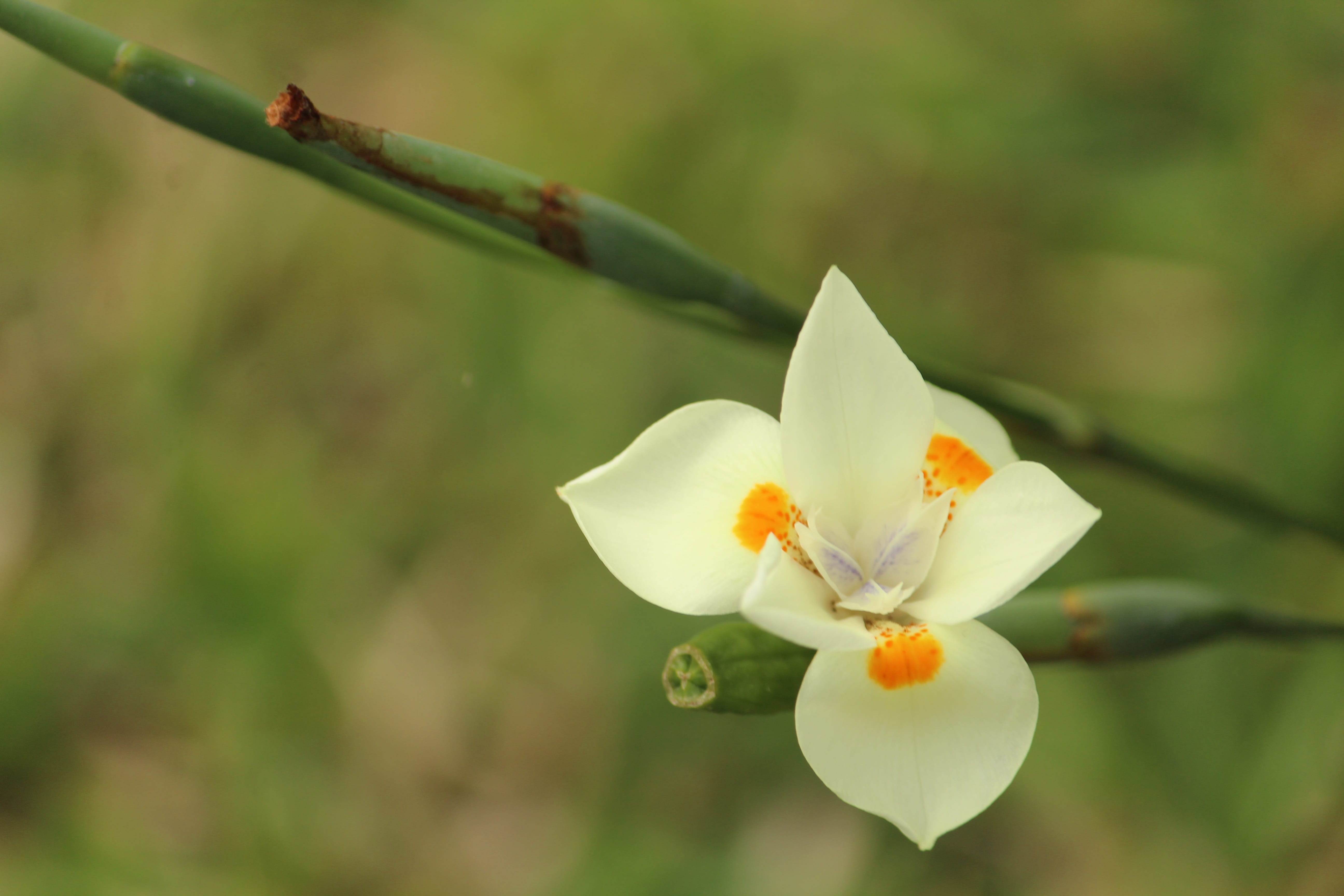 white petals, flower head, vulnerability, close-up, day, beauty, flowers, flower, freshness, no people, plant stem, botany, outdoors, growth, petal, focus on foreground, HD Wallpaper