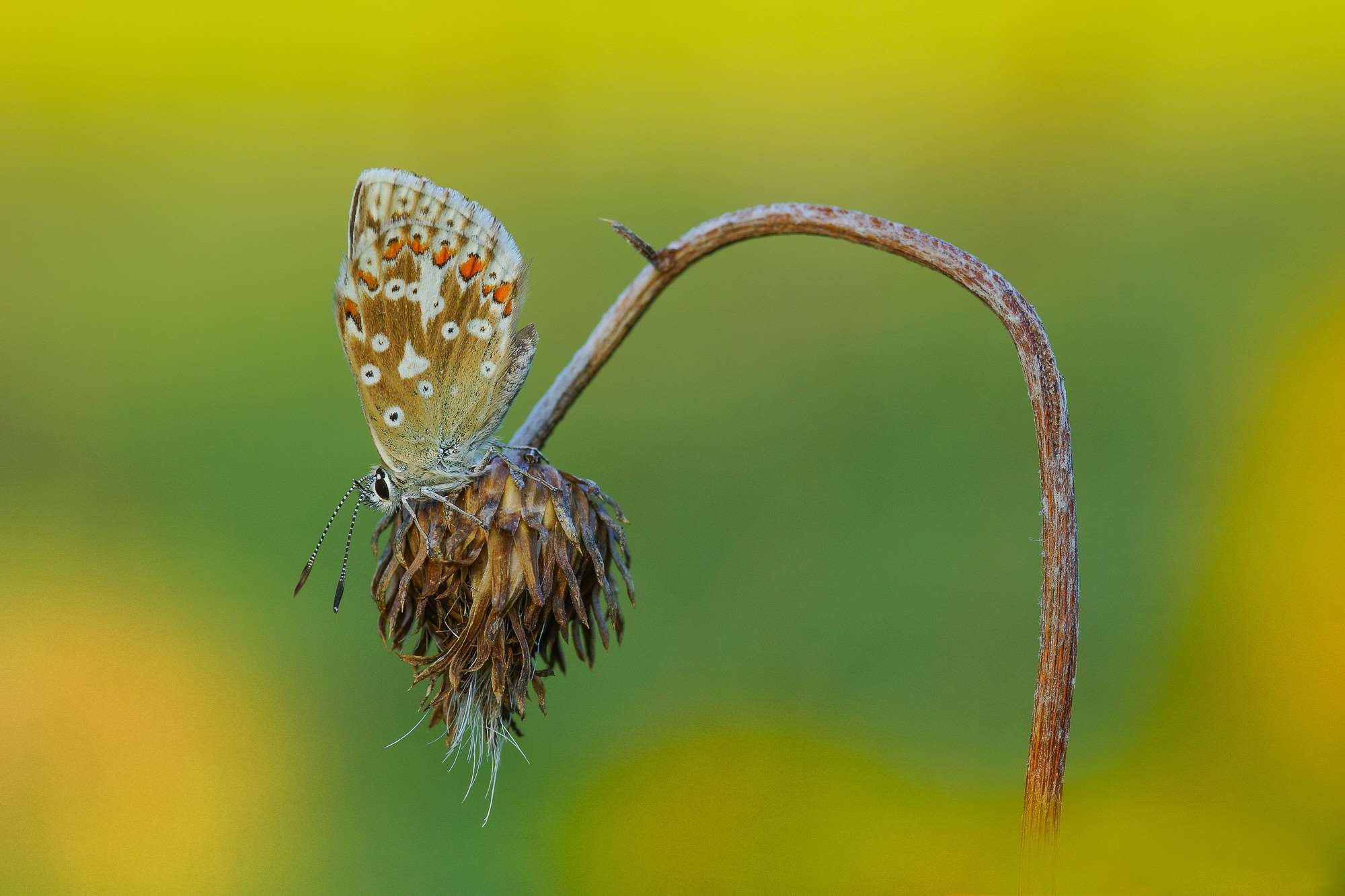 focus on foreground, plant, life, flowers, animals, italy, animal wildlife, day, one animal, plant stem, 1080P, butterflies, beauty in nature, no people, HD Wallpaper