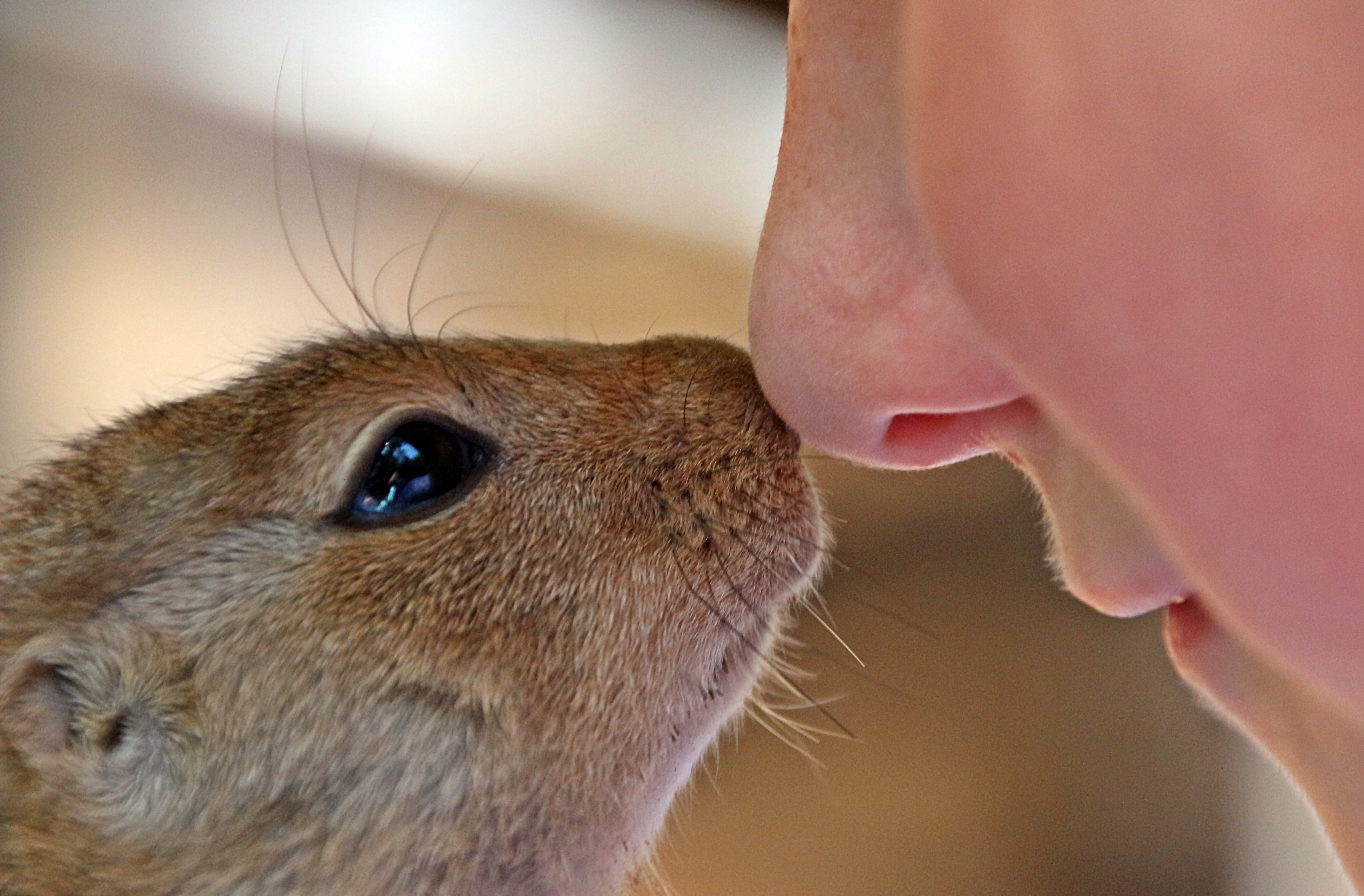 affection, rodent, side view, pets, indoors, care, person, eye, affection between man and animal, cuddling with animal, one person, focus on foreground, HD Wallpaper