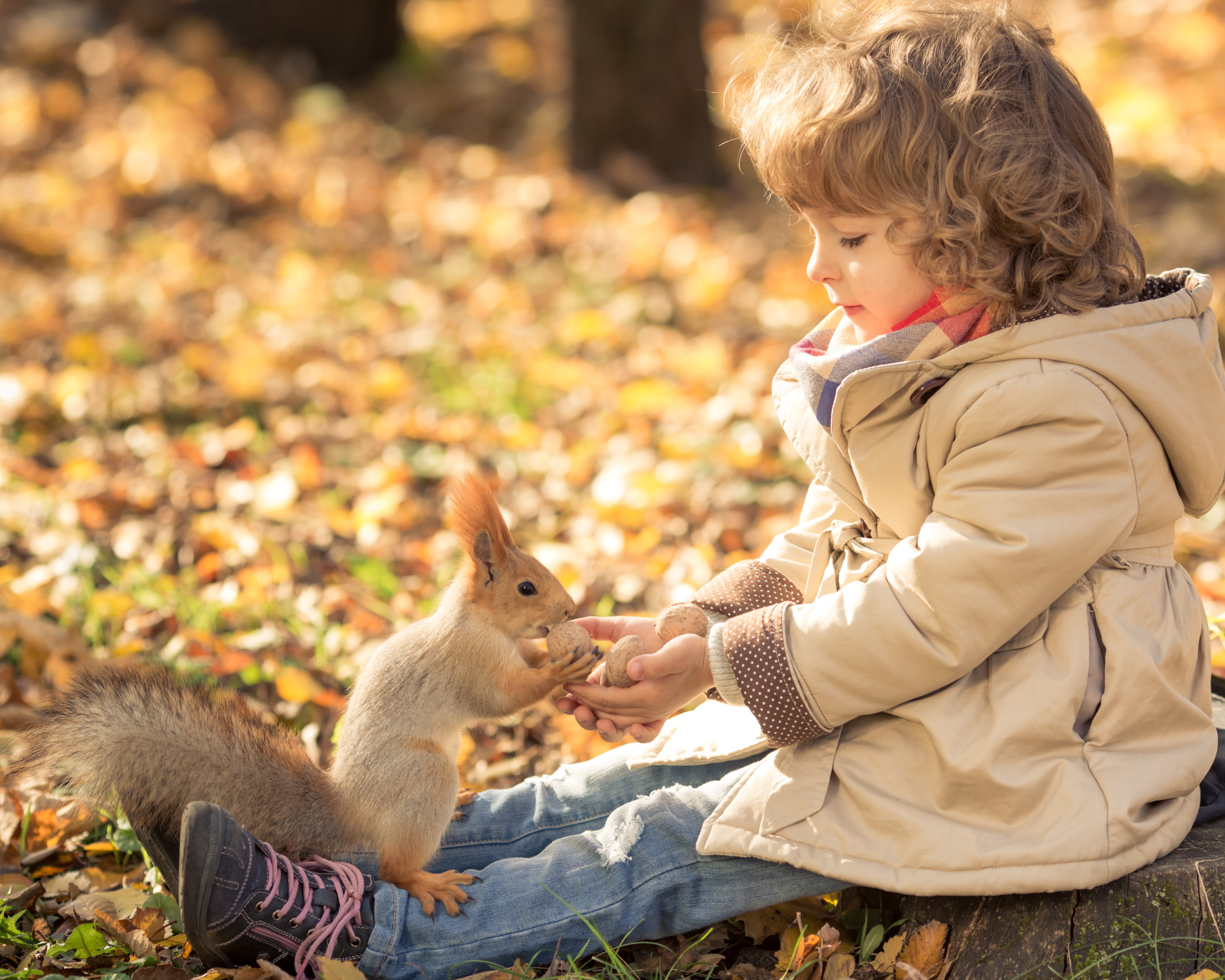 brown, one Person, females, people, outdoors, field, smiling, season, beautiful, girls, s, children, nature, boys, yellow, autumn, vertebrate, protein, HD Wallpaper