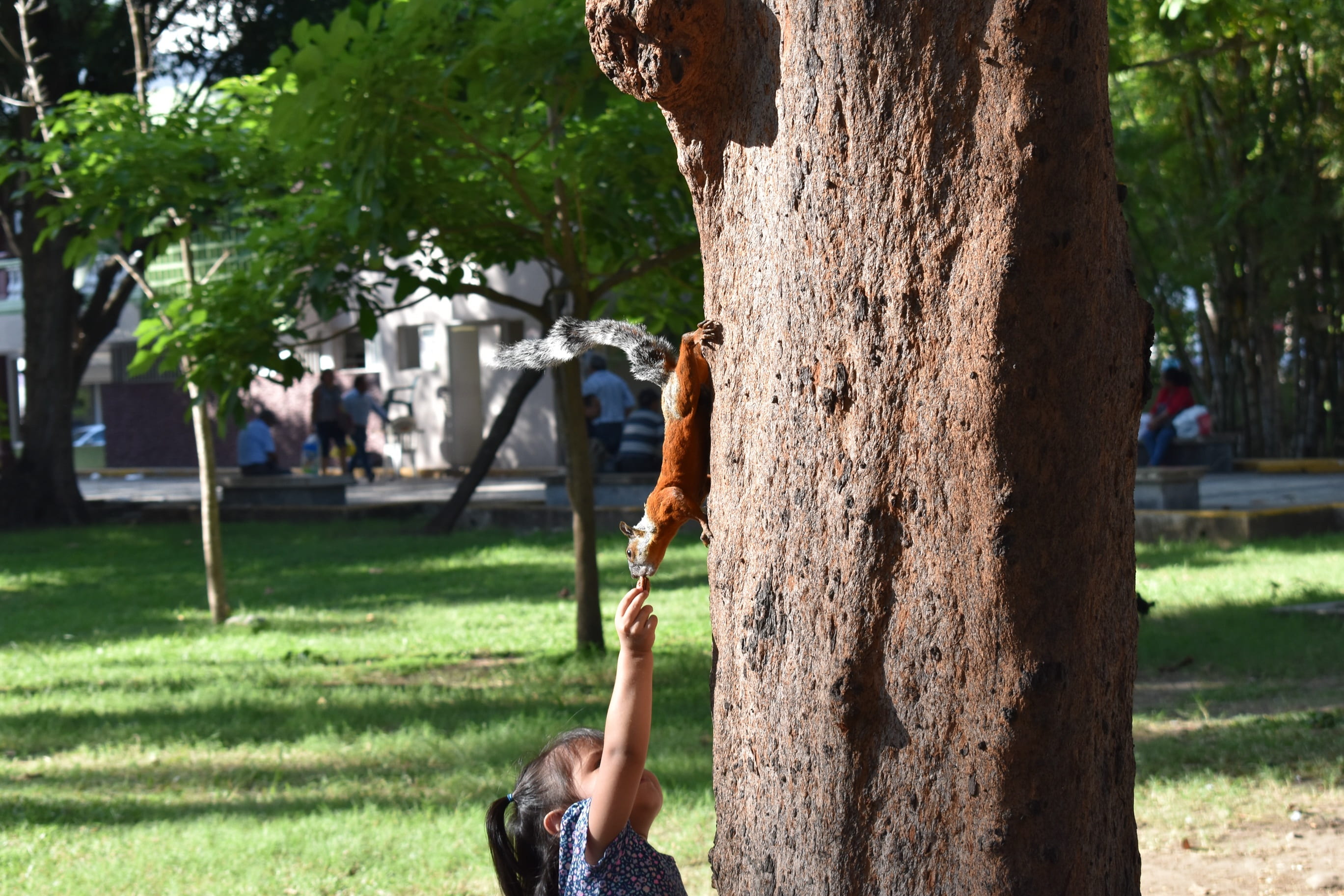 child, rodent, trunk, squirrel, tree, people, real people, grass, natural, childhood, nature, day, girl, tree trunk, focus on foreground, plant, women, HD Wallpaper