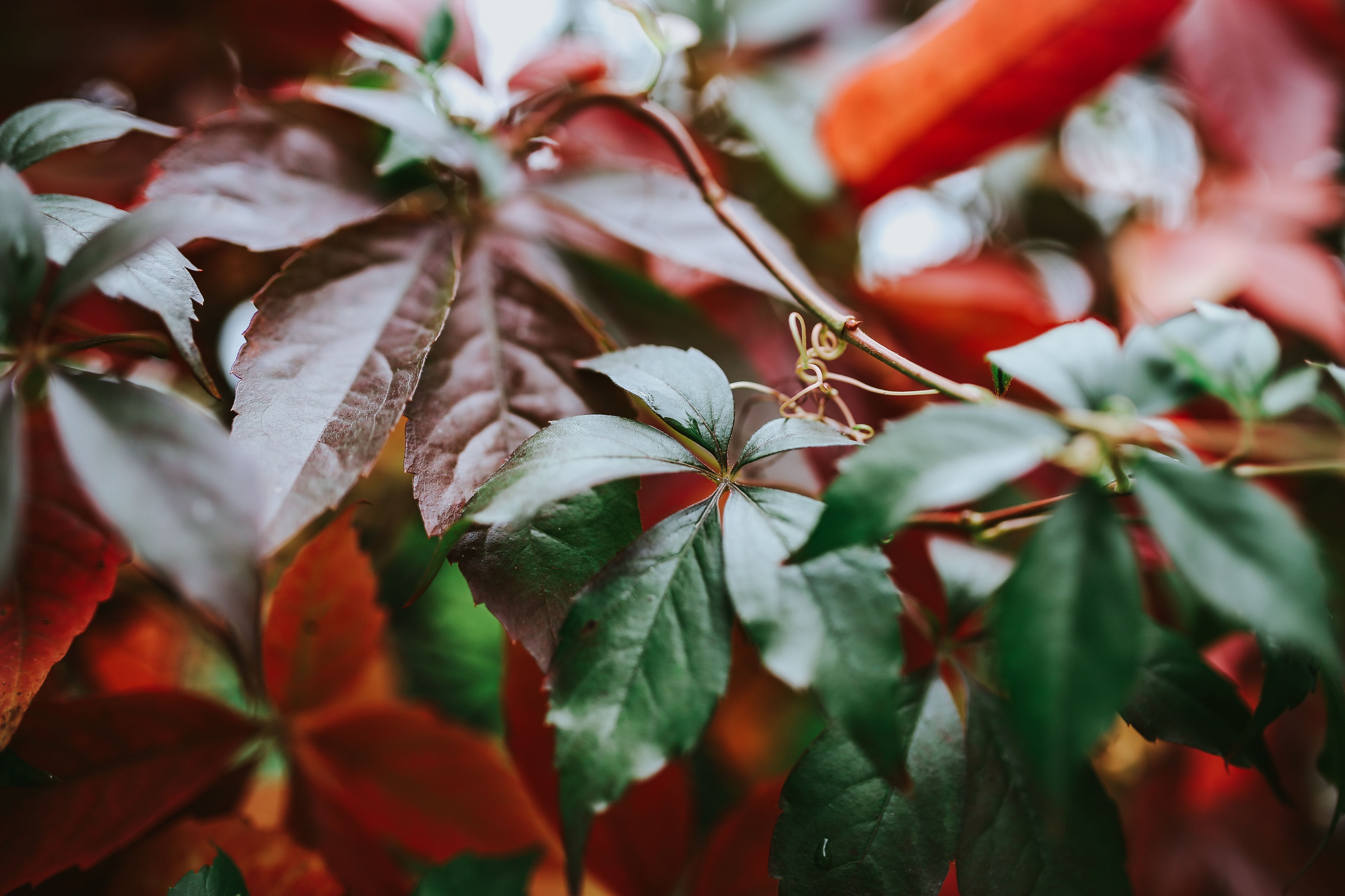 freshness, selective focus, plant stem, flora, fruit, plant, tree, plant part, nature, christmas decoration, outdoors, day, close, growth, food and drink, HD Wallpaper
