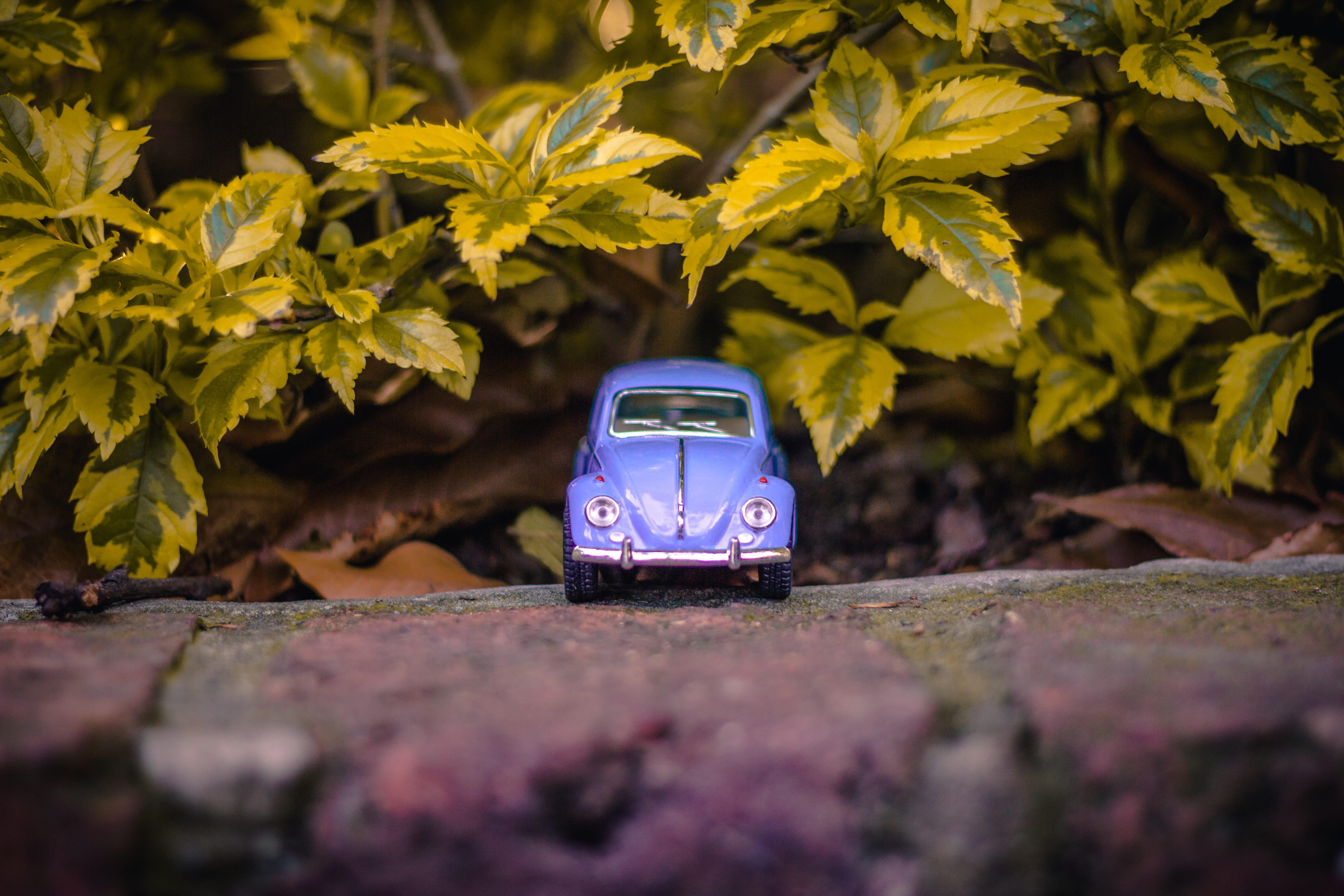 vehicle, toys, plant, tree, road, selective, motor vehicle, flora, selective focus, transportation, plants, leaves, landscape, volkswagen, land, miniature, HD Wallpaper