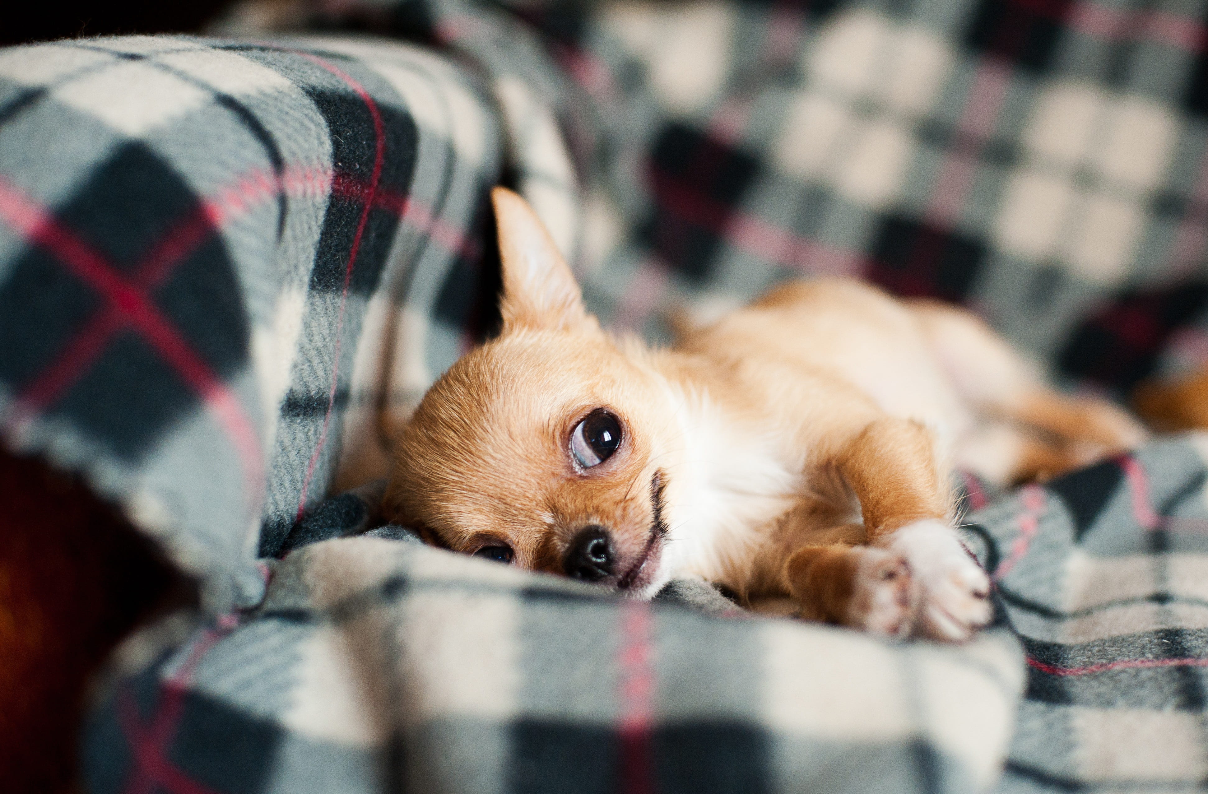 pup, puppy, animal, indoors, looking at camera, portrait, lying down, lovely, chihuahua - dog, pets, emotion, one animal, brown, sofa, mammal, furry, lap dog, HD Wallpaper
