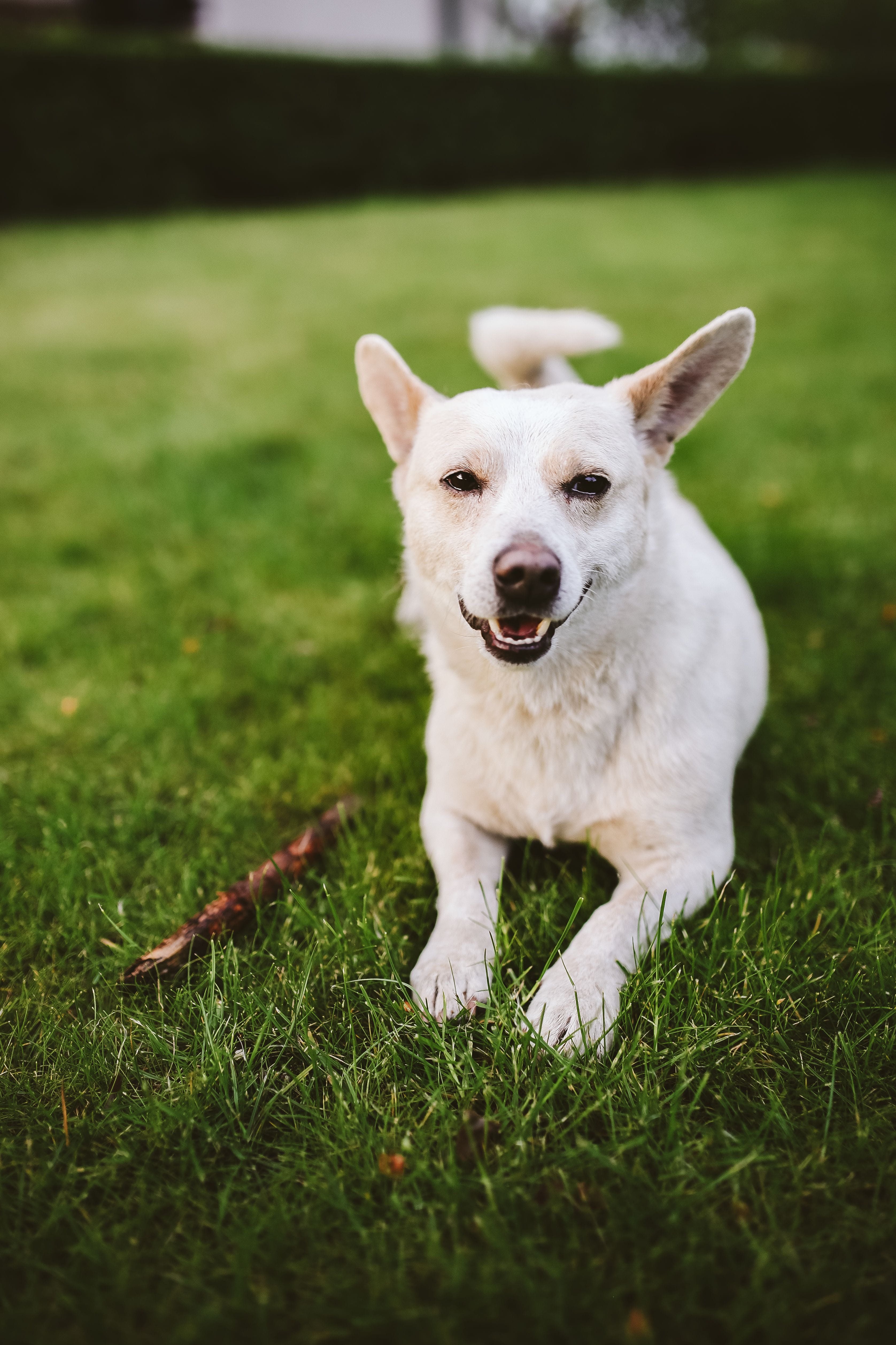 green color, pets, mammal, play, grass, pet, one animal, stick, no people, Dog, domestic, playing, animal themes, animal, day, fun, land, puppy, nature, Phone HD Wallpaper