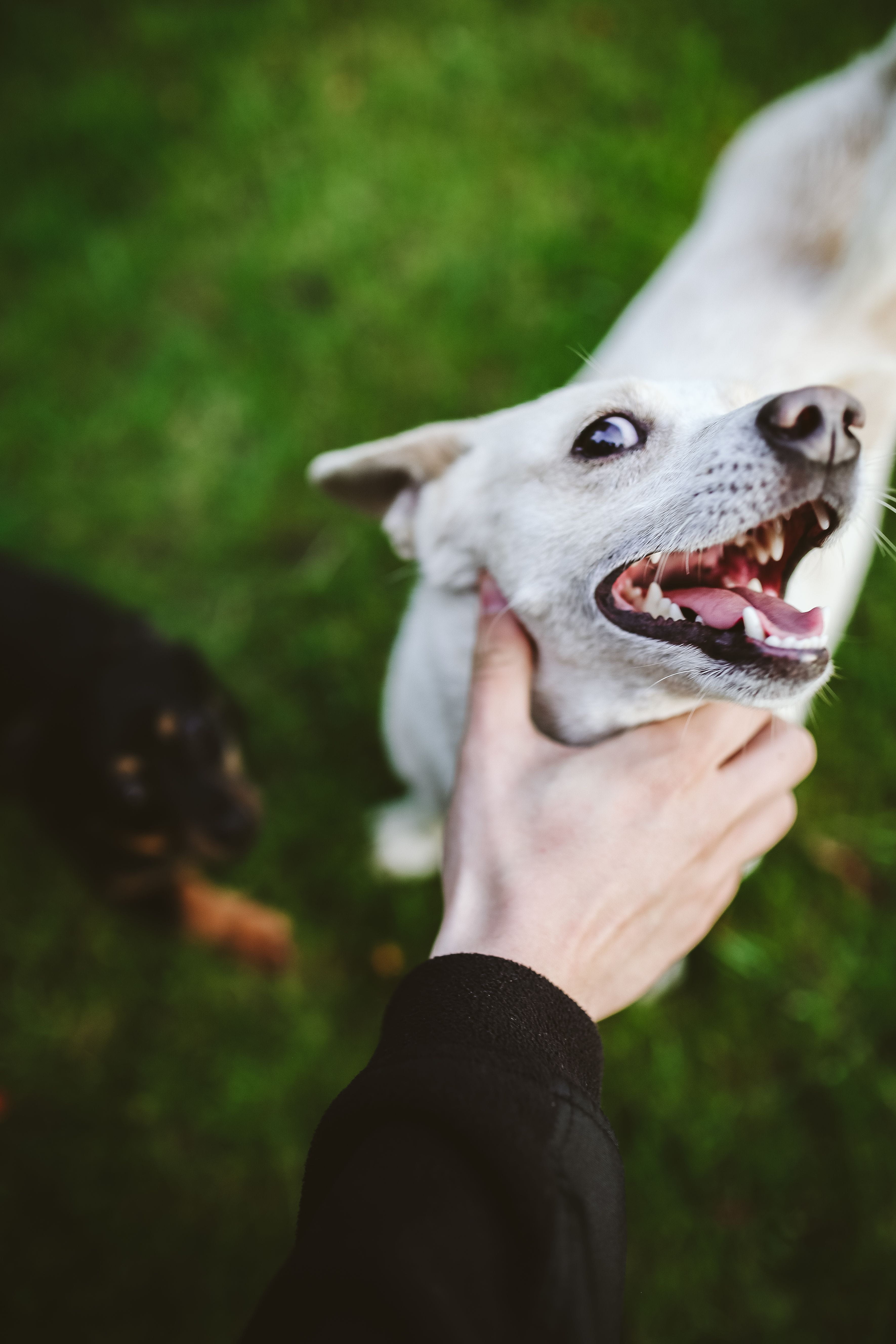 happy, animal mouth, friendship, playful, white dog, human body part, 5K, mouth open, one person, purebred Dog, focus on foreground, pet, pet owner, body part, Phone HD Wallpaper