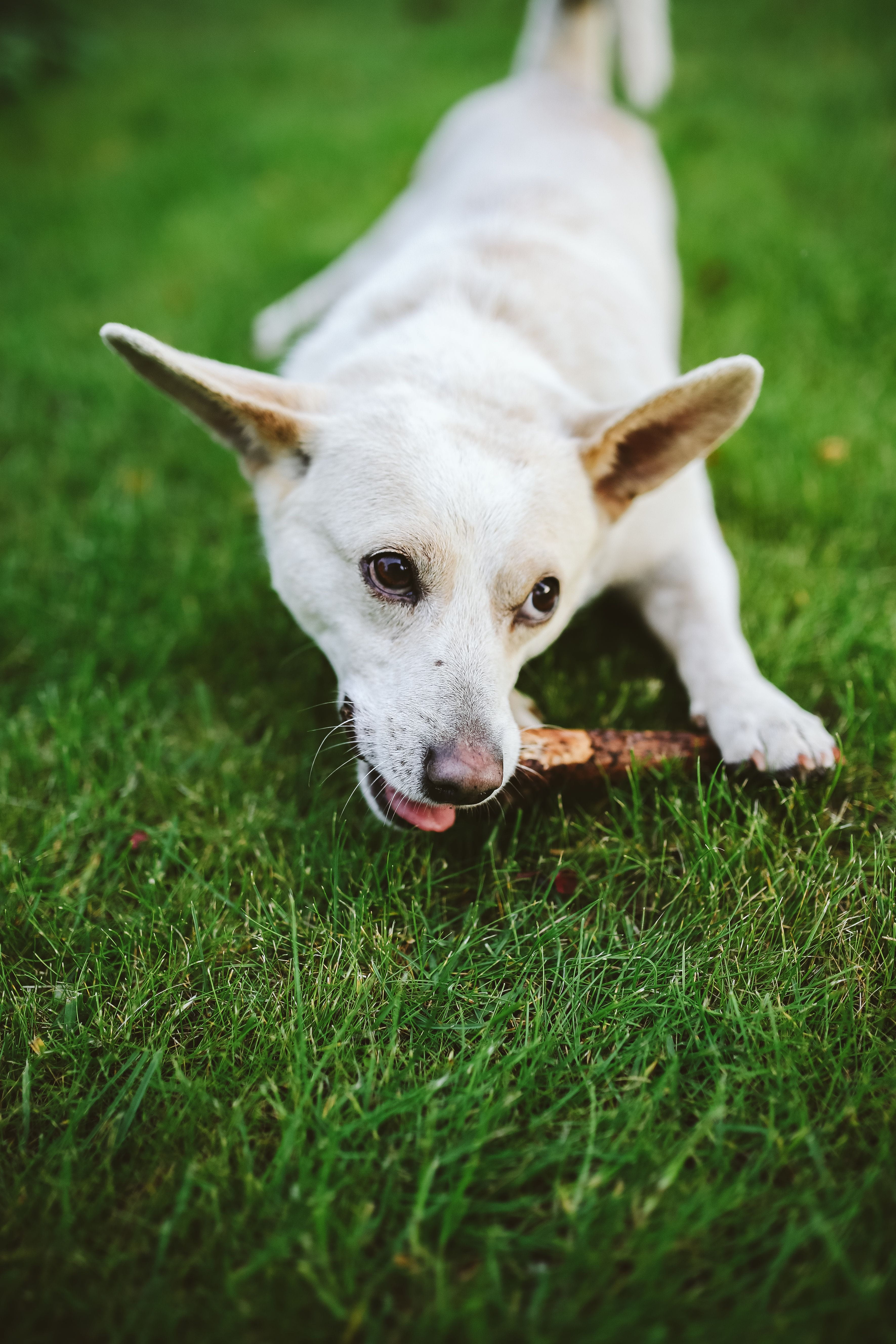 outdoors, Dog, animal themes, happy, summer, stick, fun, no people, white dog, animal, animal head, purebred Dog, one animal, day, jack russell terrier, Phone HD Wallpaper