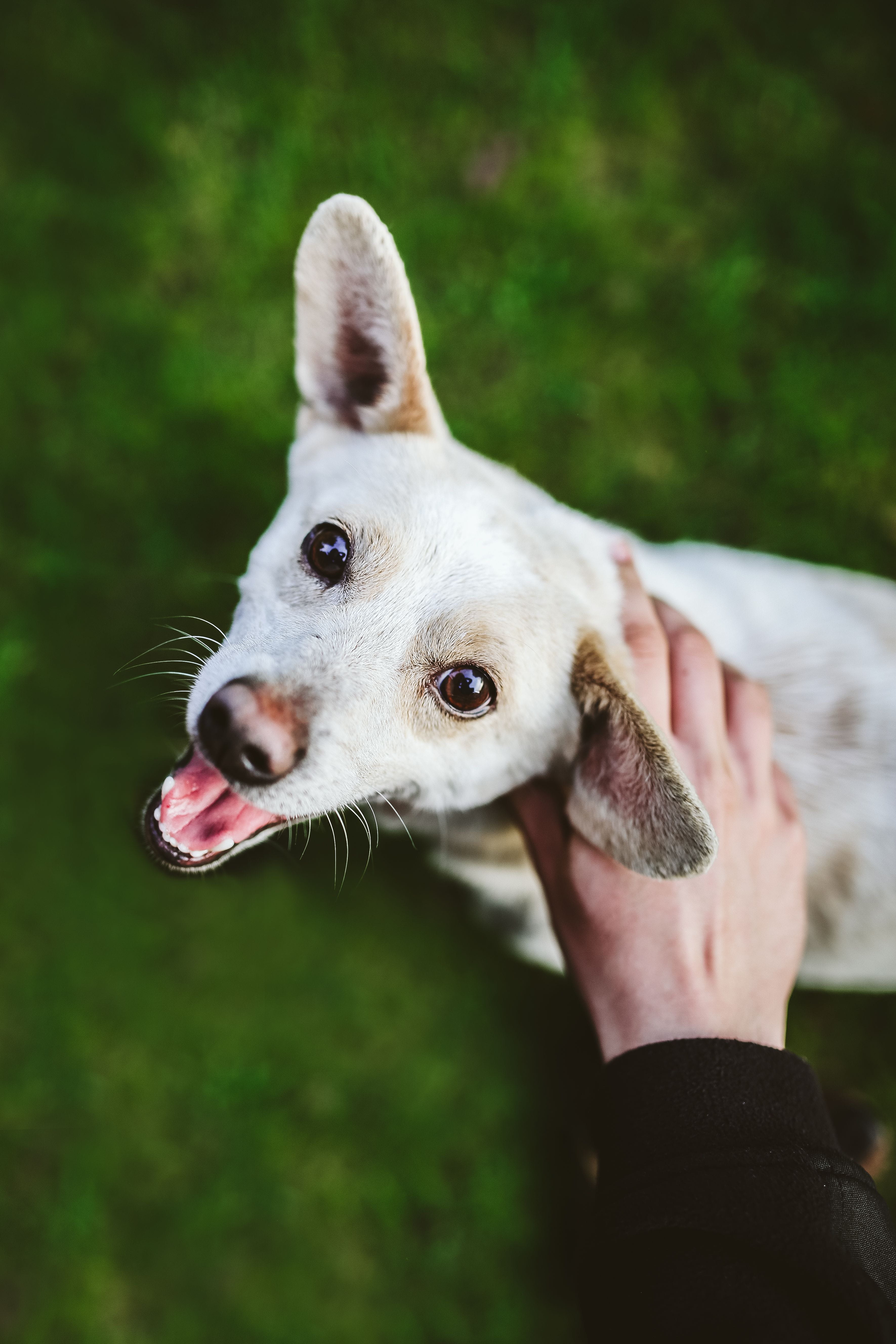 white dog, playing, fun, small, stick, one animal, day, hand, grass, Dog, animal, puppy, focus on foreground, one person, 5K, canine, mammal, domestic, Phone HD Wallpaper