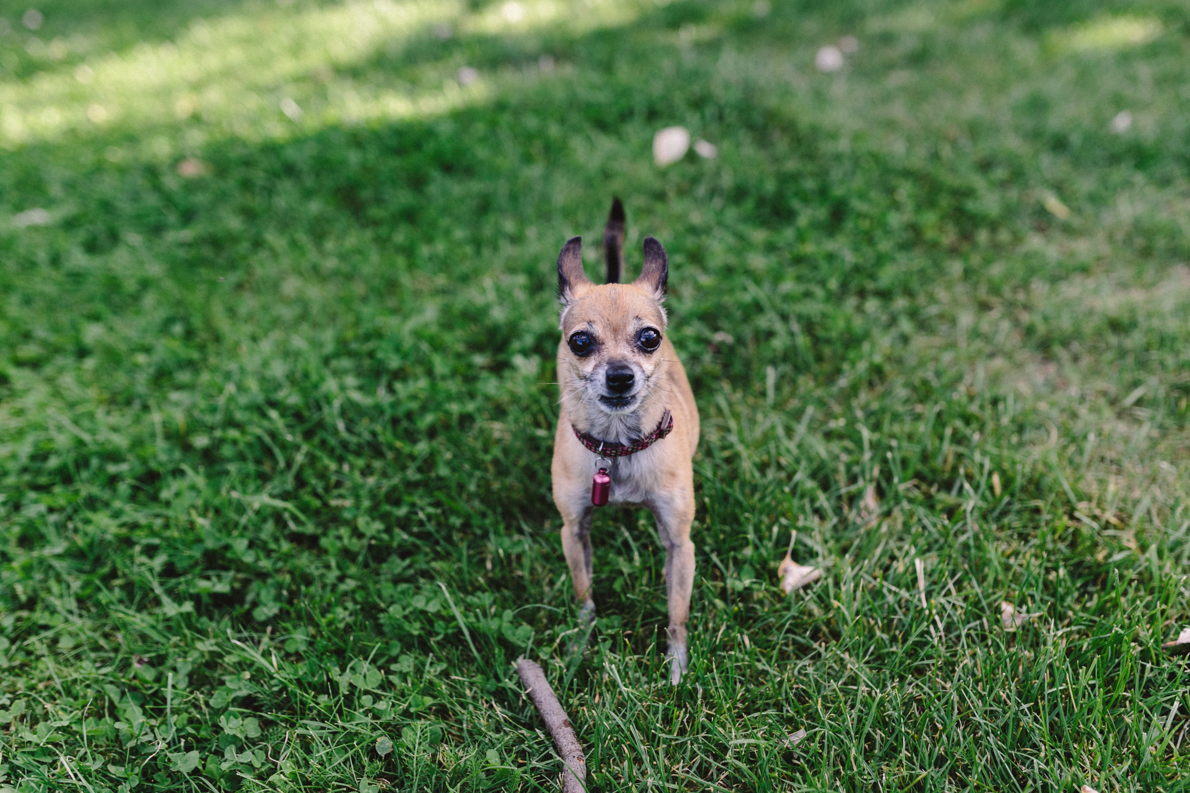 plant, animal themes, dogs, one animal, 4K, vertebrate, terrier, outside, mouth open, Small, animals, animals And Pets, play, friendship, pet, Chihuahua, HD Wallpaper