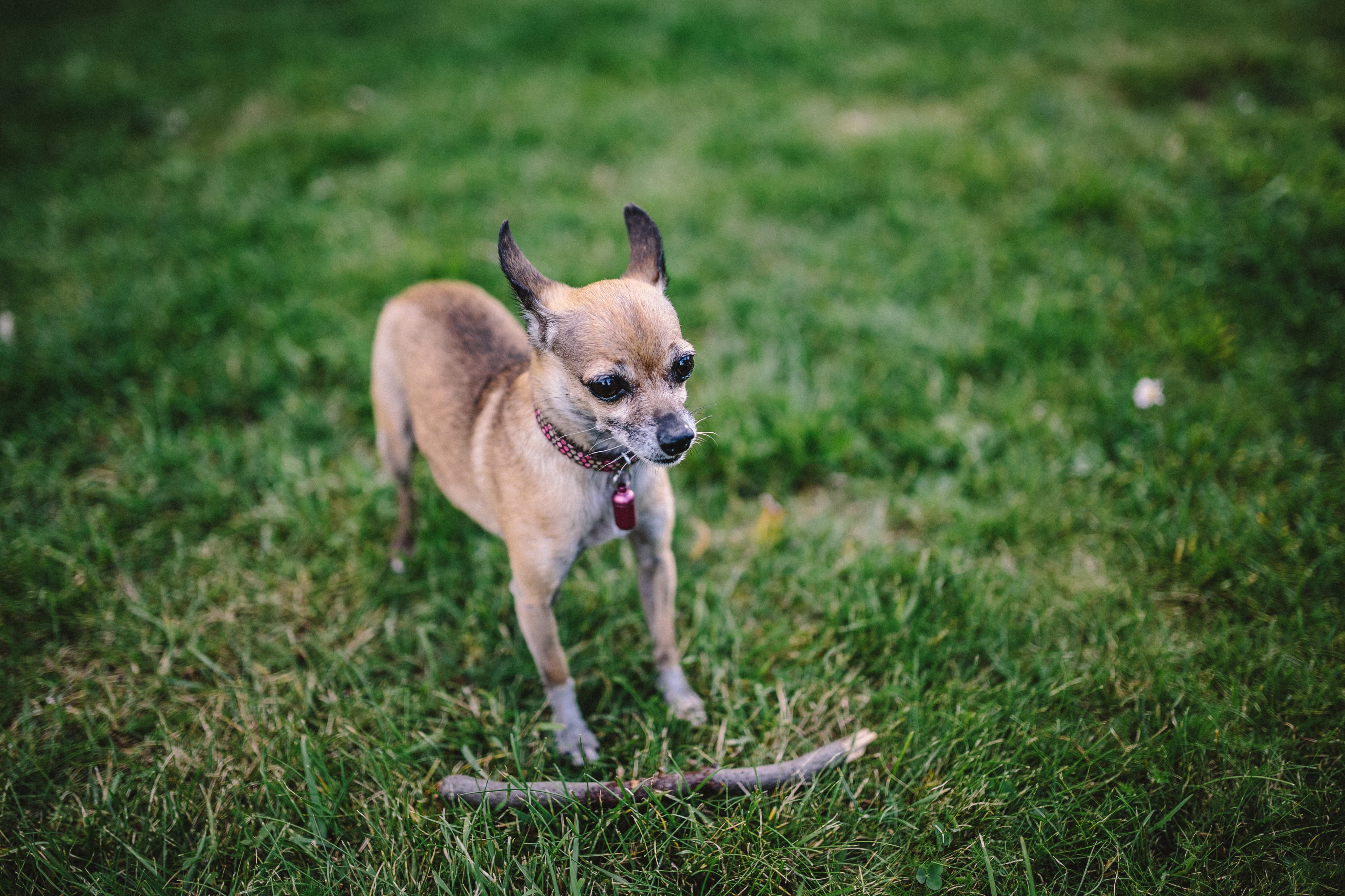 plant, cute, young animal, mouth open, canine, vertebrate, running, puppy, animal, animals And Pets, small dog, dogs, mammal, Chihuahua, outdoors, dog, HD Wallpaper