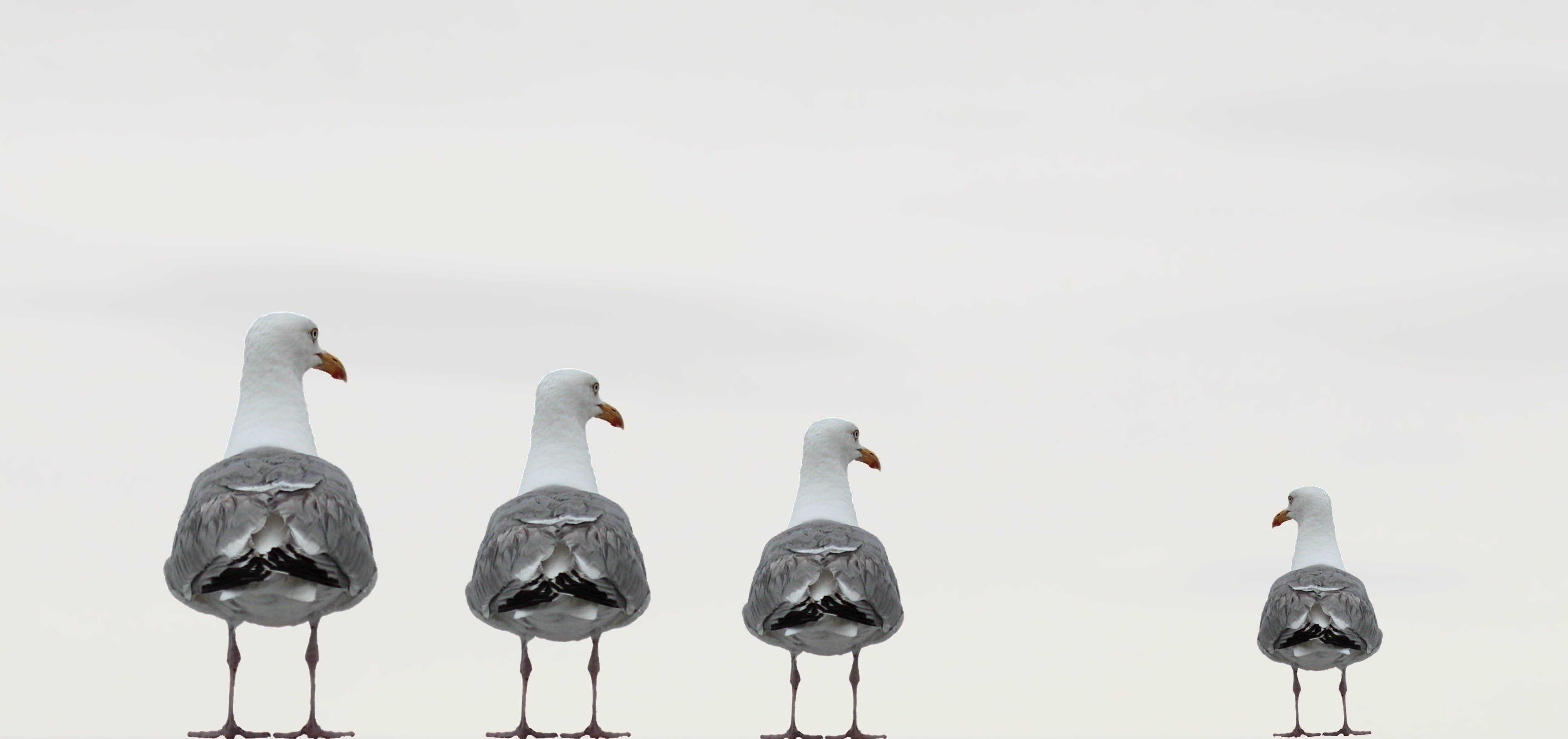 waiting, animal wildlife, postcard, outdoors, side by side, day, fun photo, nature, water, offside, beach, medium group of animals, animals in the wild, HD Wallpaper