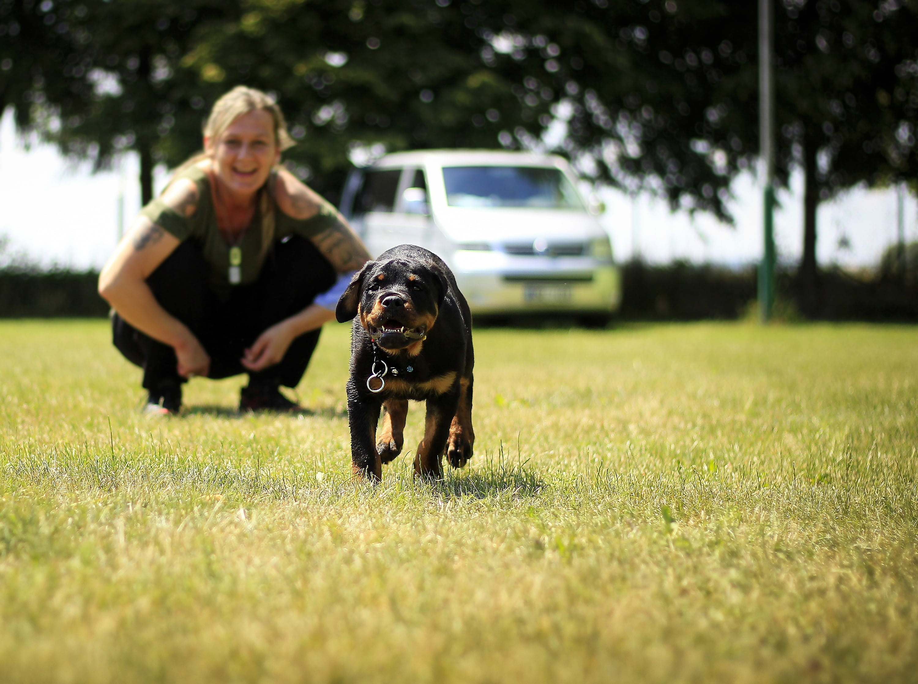 cute, portrait, green, pets, young, puppies, mammal, looking at camera, woman, field, pet, plant, black, near, 2K, jump, selective focus, play, playing, HD Wallpaper