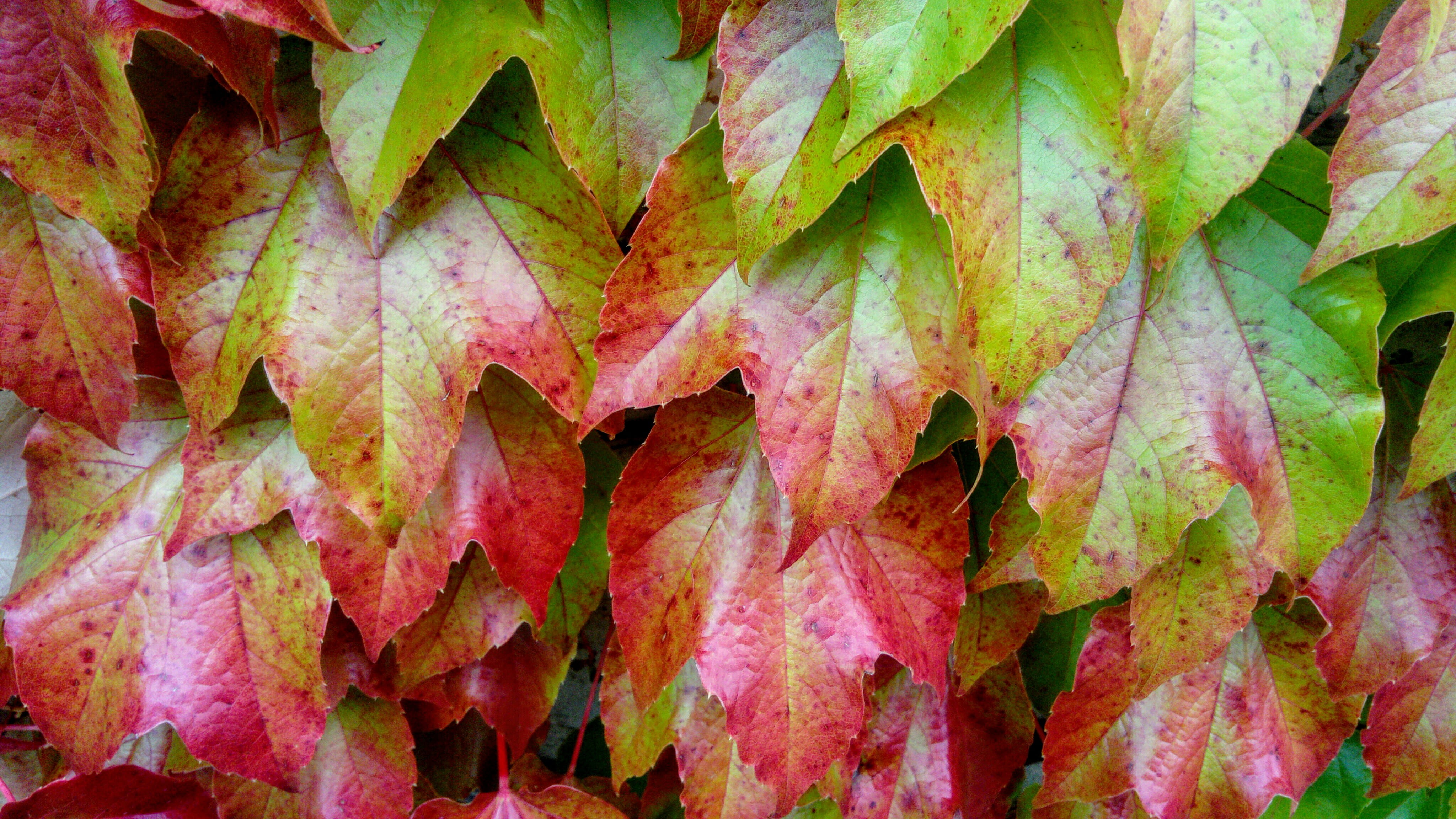 fresh, color, harmony, isolated, outdoors, layer, colorful, plant part, plant, autumn, tranquility, the fall colors, at the court of, natural condition, HD Wallpaper