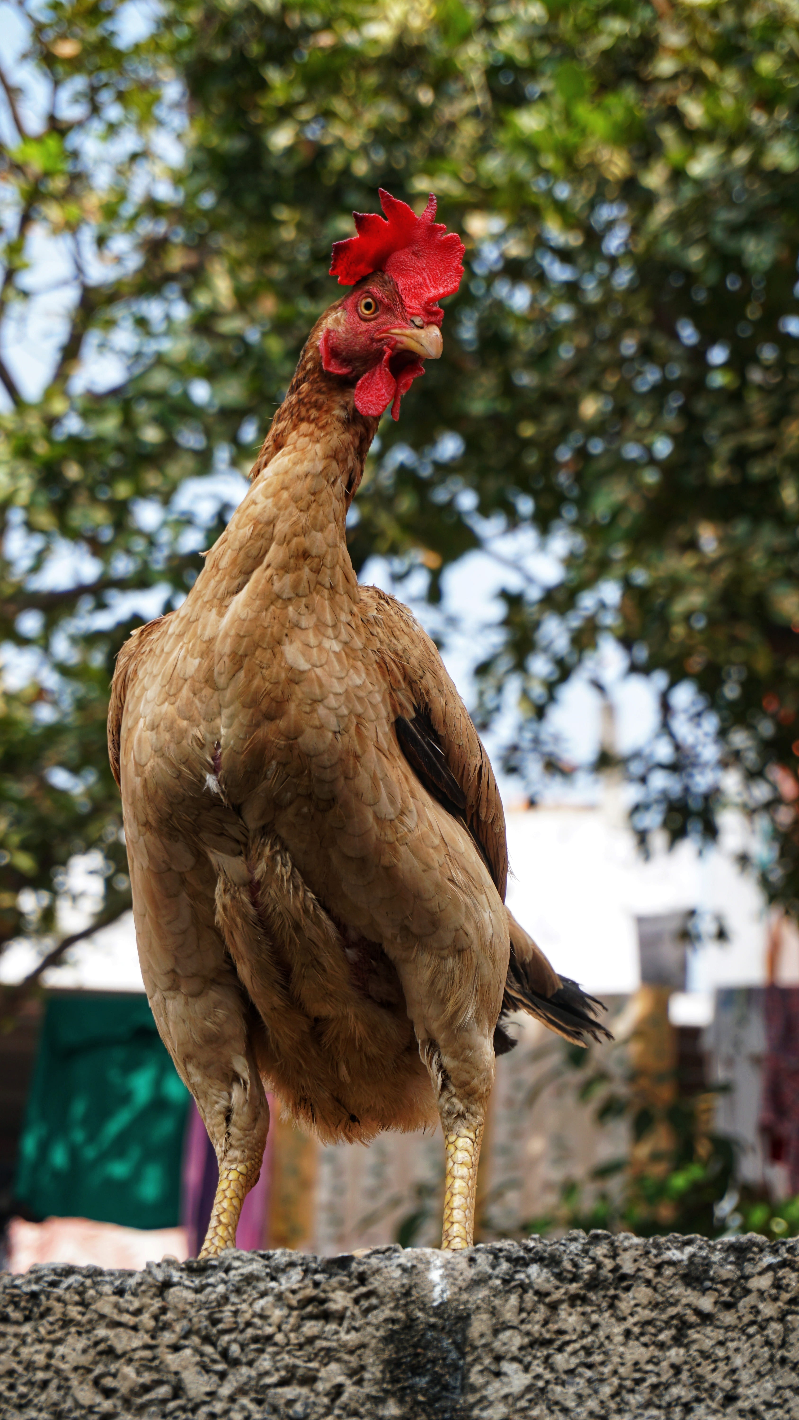chicken - bird, domestic, vertebrate, turkey, no people, nature, feathers, plant, animal, wings, one animal, stare, shallow, wattle, day, beak, hen, pet, Phone HD Wallpaper