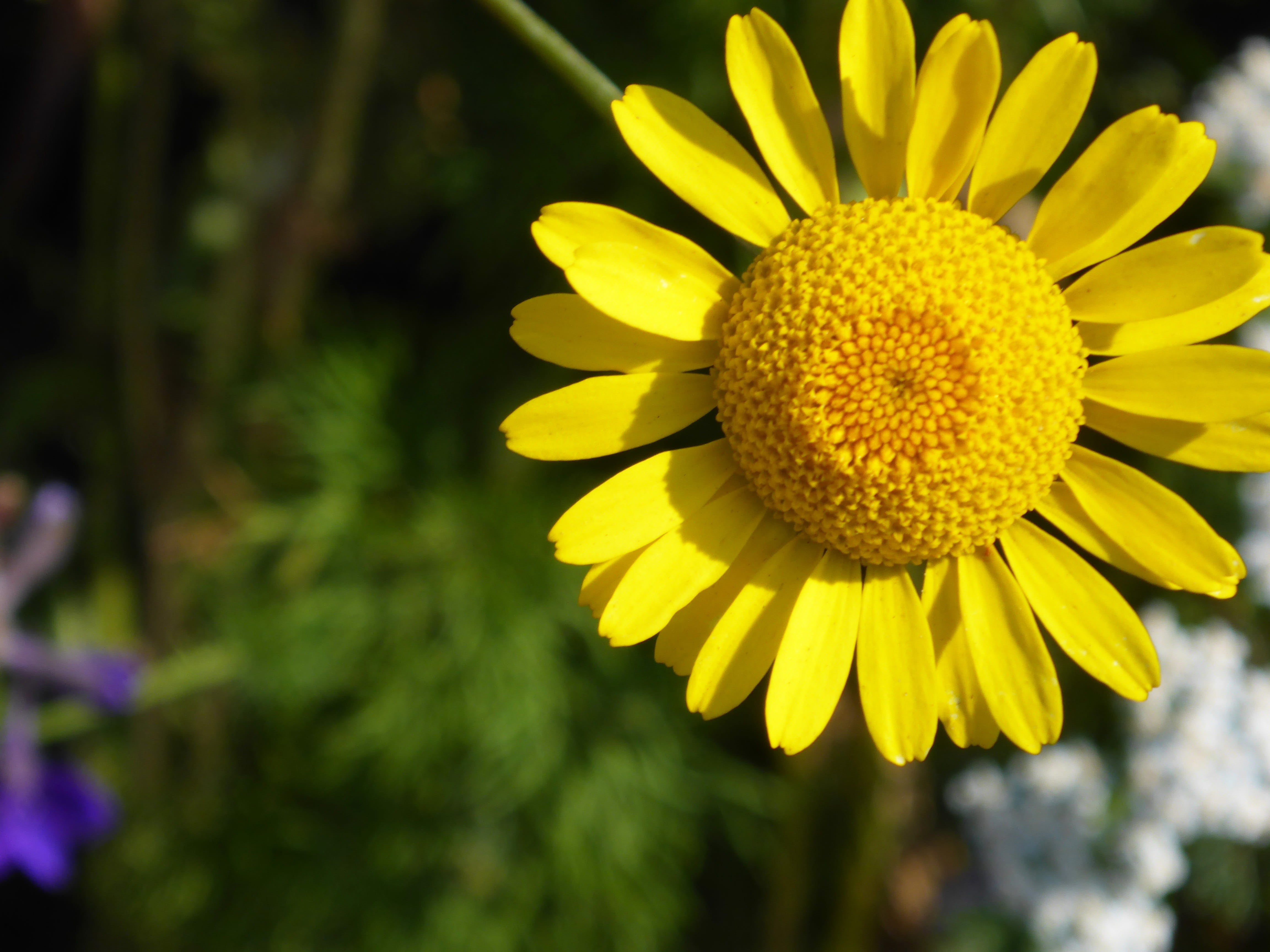 flowering plant, outdoors, garden plant, beauty in nature, outsider, summer, vulnerability, pallida, petal, bloom, springtime, inflorescence, unique, bright, HD Wallpaper