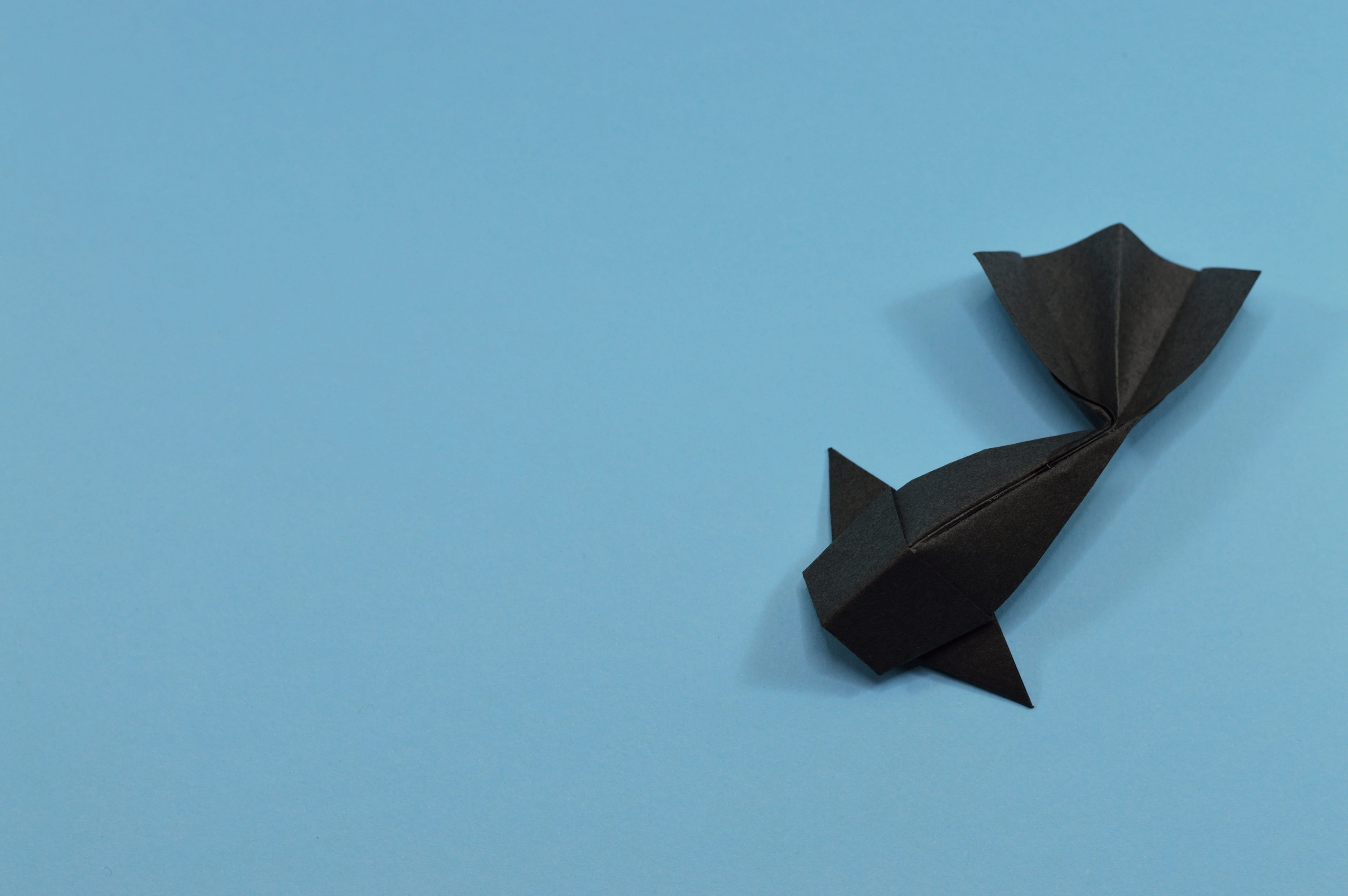 paper, cut out, no people, pond, indoors, creativity, copy space, studio shot, fauna, blue, still life, black, high angle view, lake, animal world, entertainment, HD Wallpaper