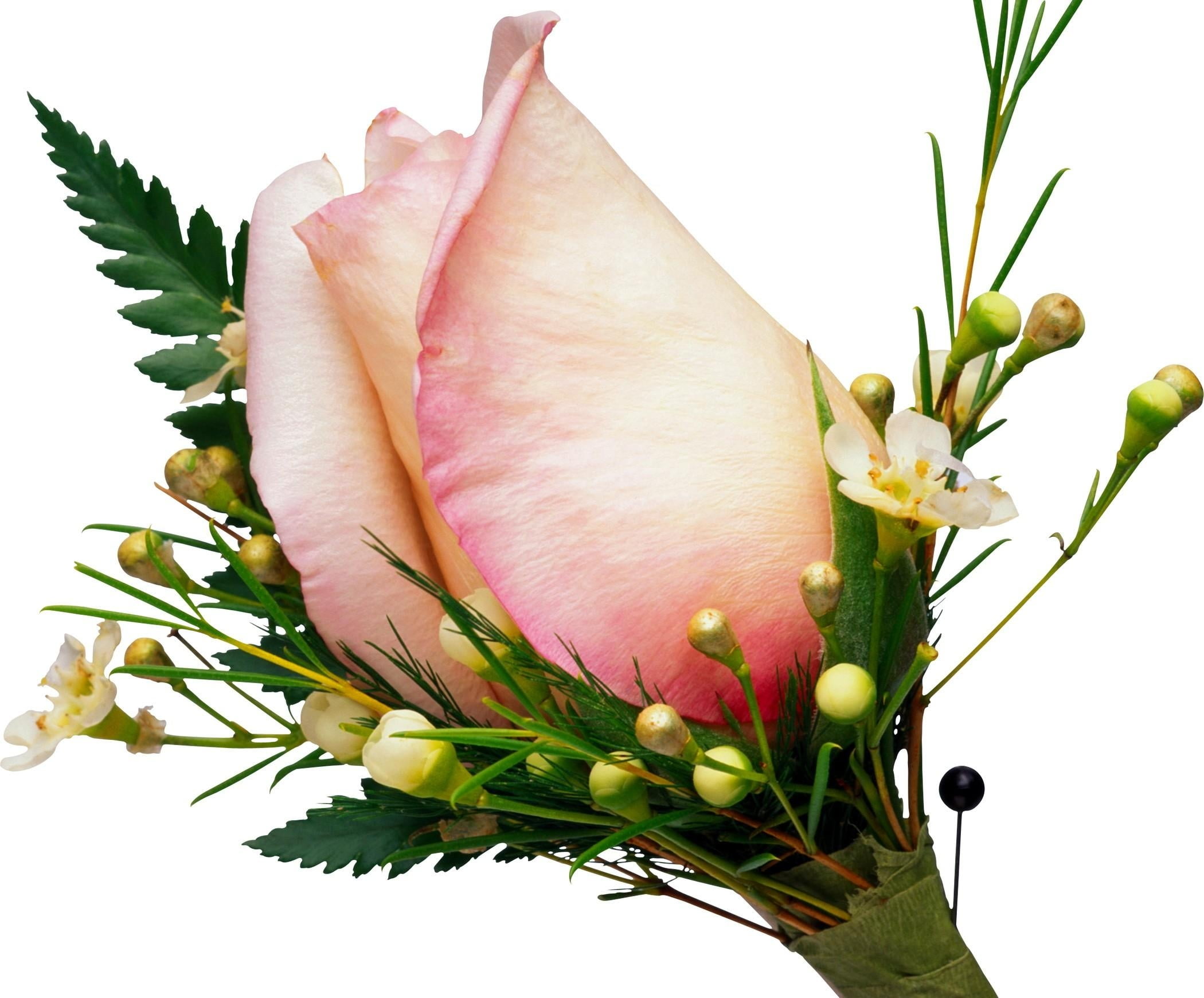 fragility, food, pink Color, blossom, summer, backgrounds, plant, green Color, plant part, vulnerability, white Background, fern, studio shot, nature, organic, HD Wallpaper