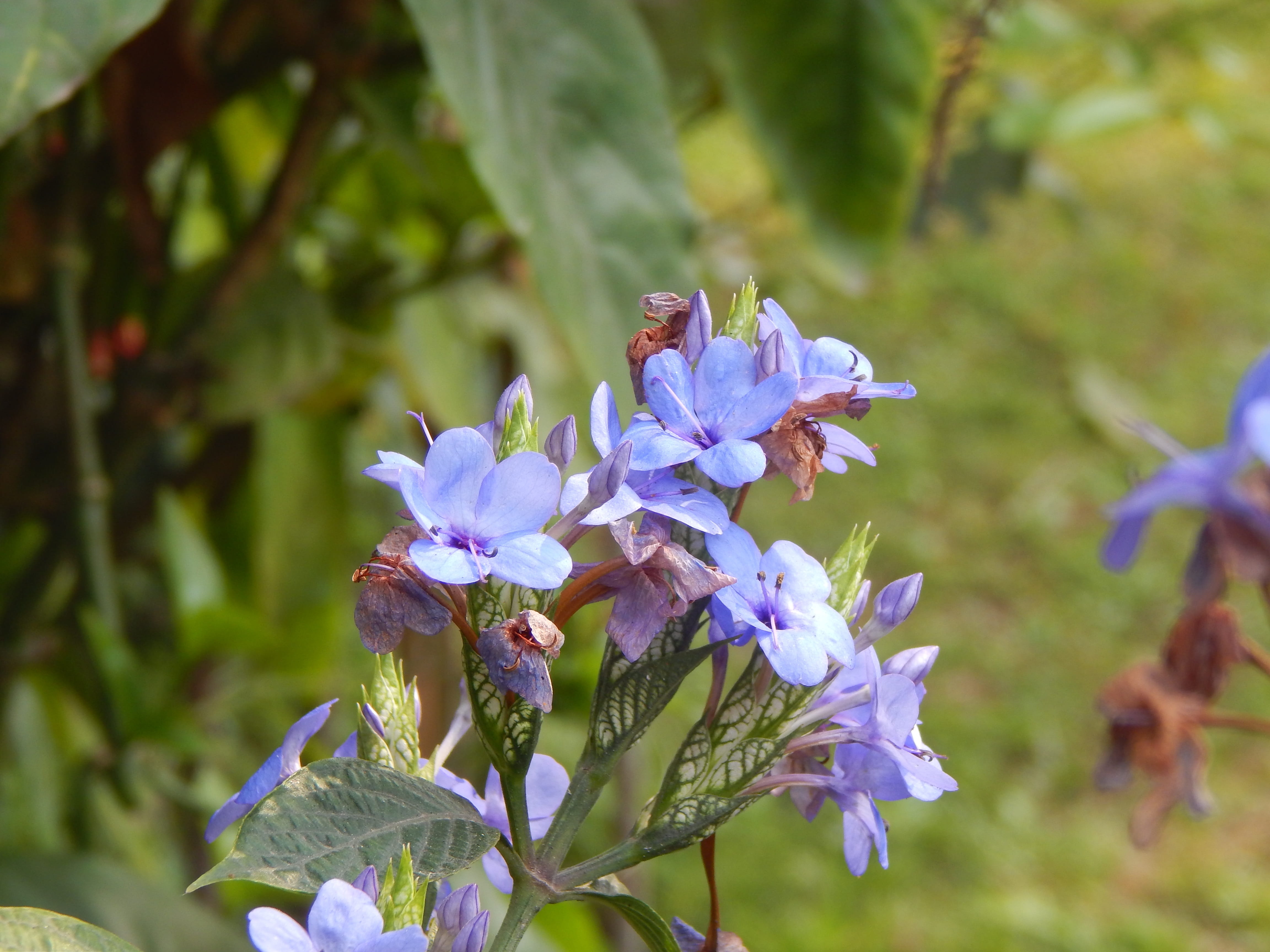 flowers, nature, botany, fragility, petal, focus on foreground, close-up, beauty in nature, inflorescence, no people, blossom, flower, 4K, blue, growth, HD Wallpaper