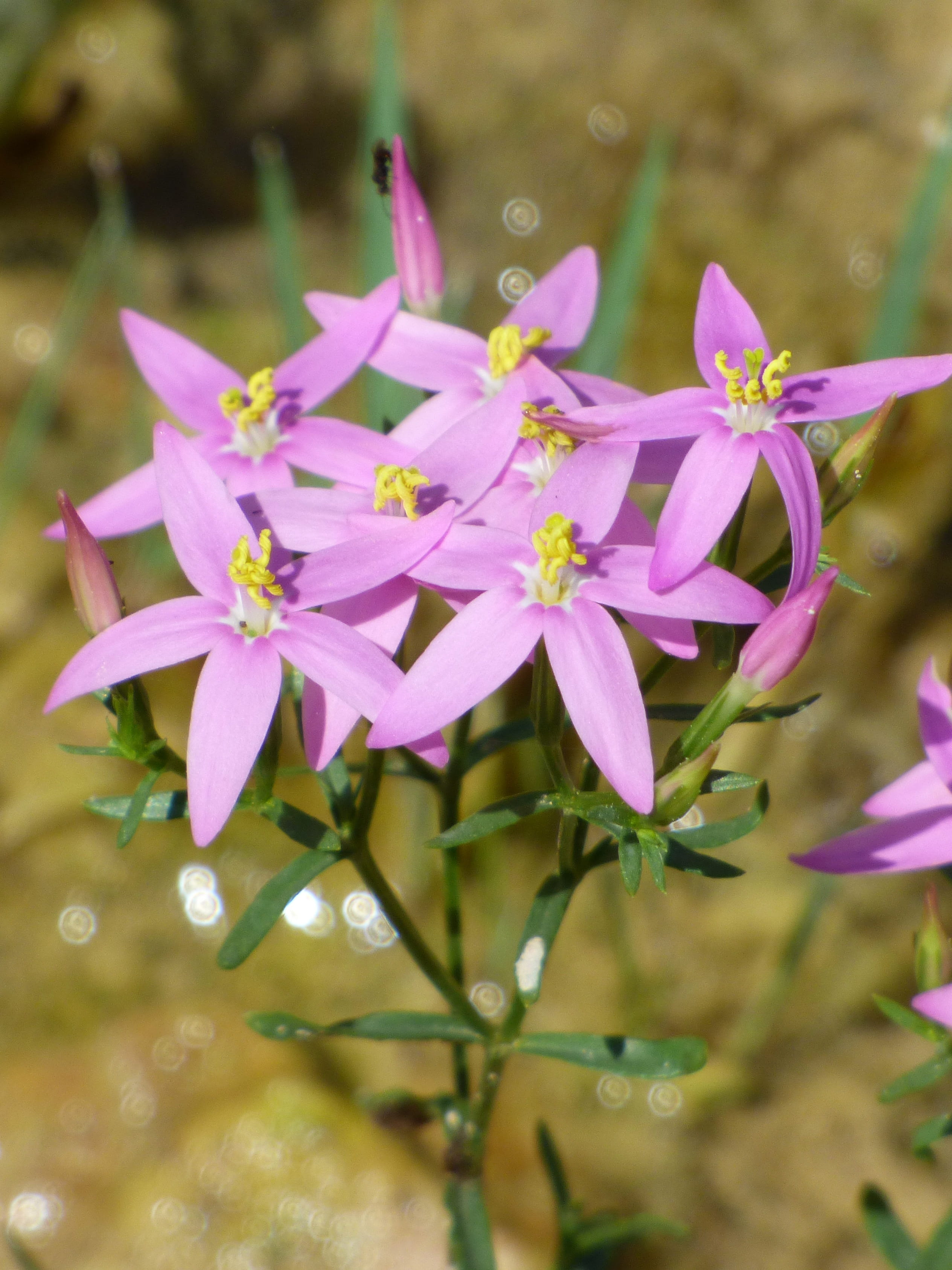 flower, petals, pink petals, Petals, day, water, no people, beauty in nature, close-up, Wild Flower, Beauty, Flower, Pink, vulnerability, fragility, outdoors, Phone HD Wallpaper