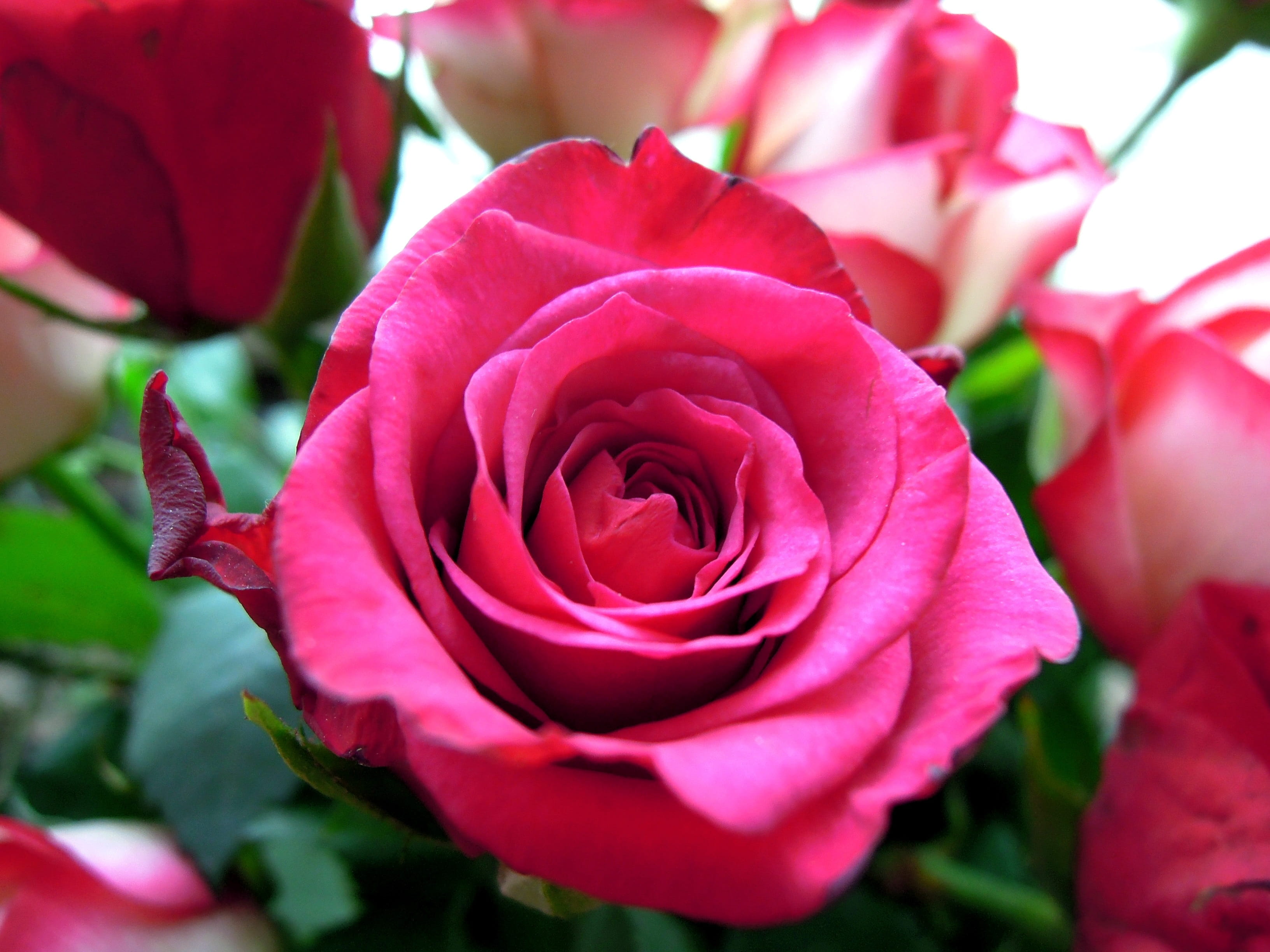 rose, rose - Flower, flowering plant, vulnerability, congratulation, flower Head, nature, Bloom, close-up, corsage, pink color, photography, Flower, freshness, HD Wallpaper