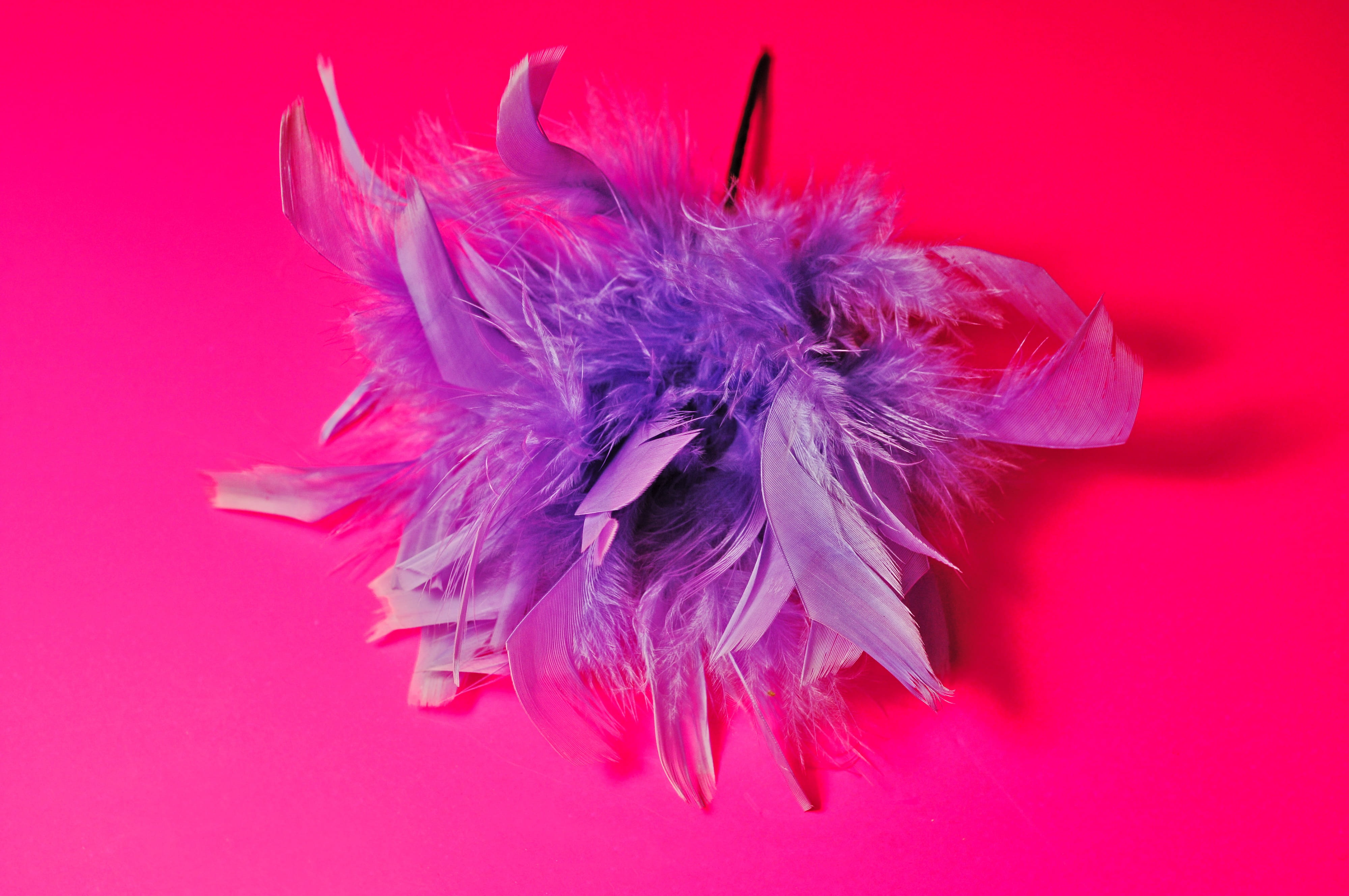 pink color, still life, shoulder, style, beauty in nature, pink background, indoors, nature, purple, feather, petal, feather corsage, elegance, flower head, HD Wallpaper