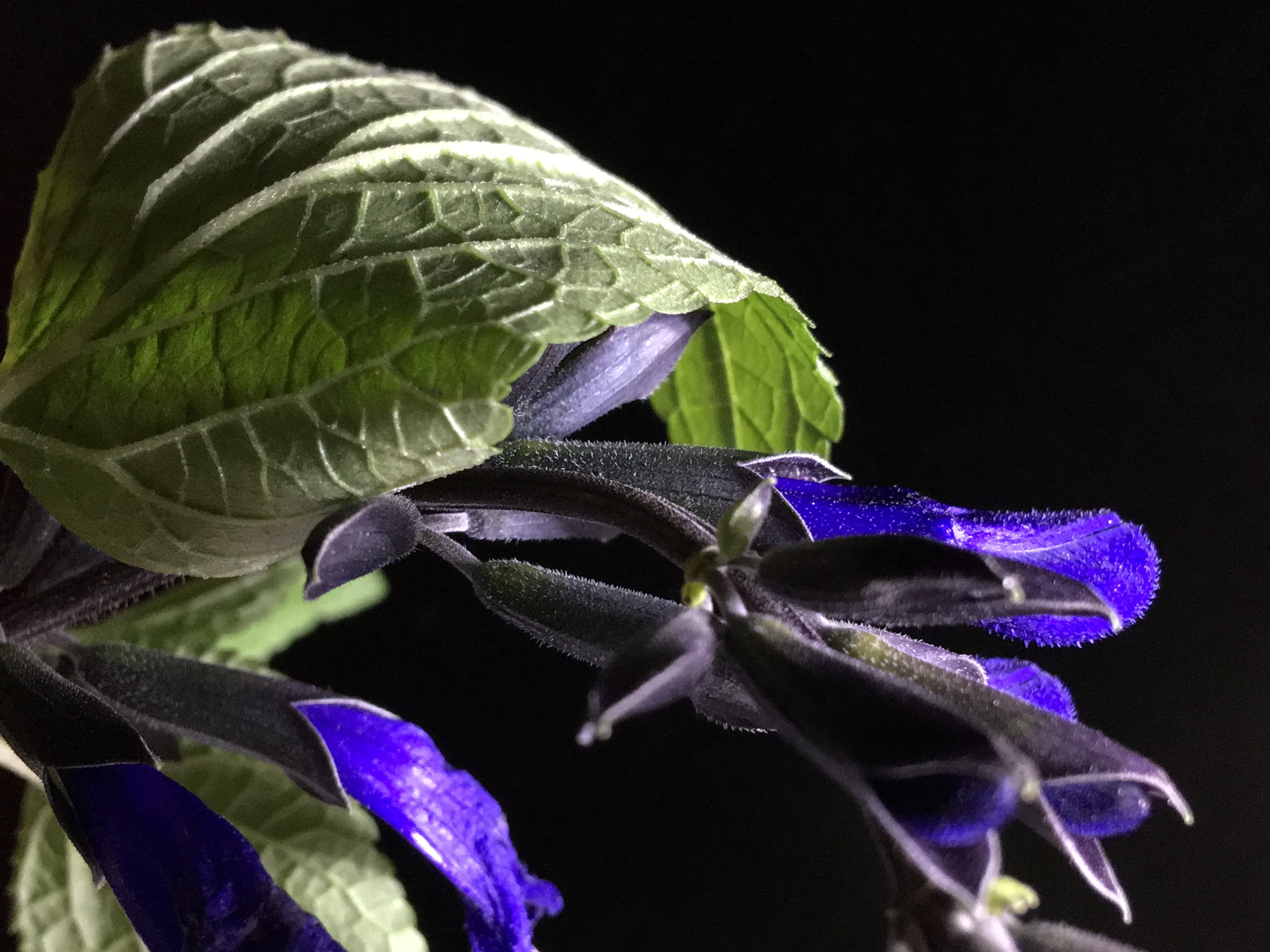 4K, fragility, vulnerability, inflorescence, flower head, violet, plant part, blue flowers, blue flower, tiny, bloom, light, leaf, blue, freshness, purple, HD Wallpaper