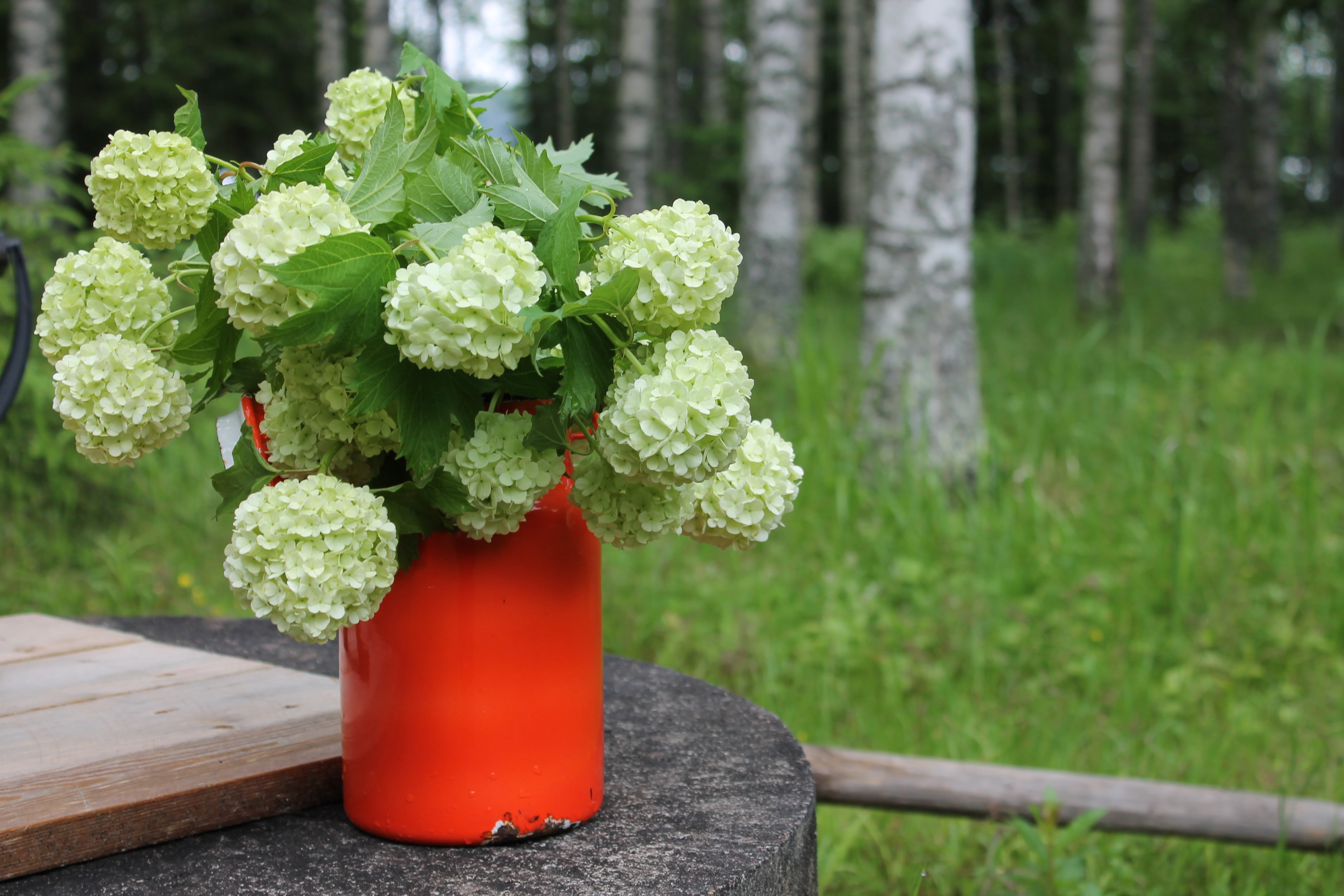 outdoors, flower head, forest, plant, close-up, plant part, jug, beauty in nature, 4K, growth, tree, nature, finnish, flowering plant, corsage, no people, HD Wallpaper