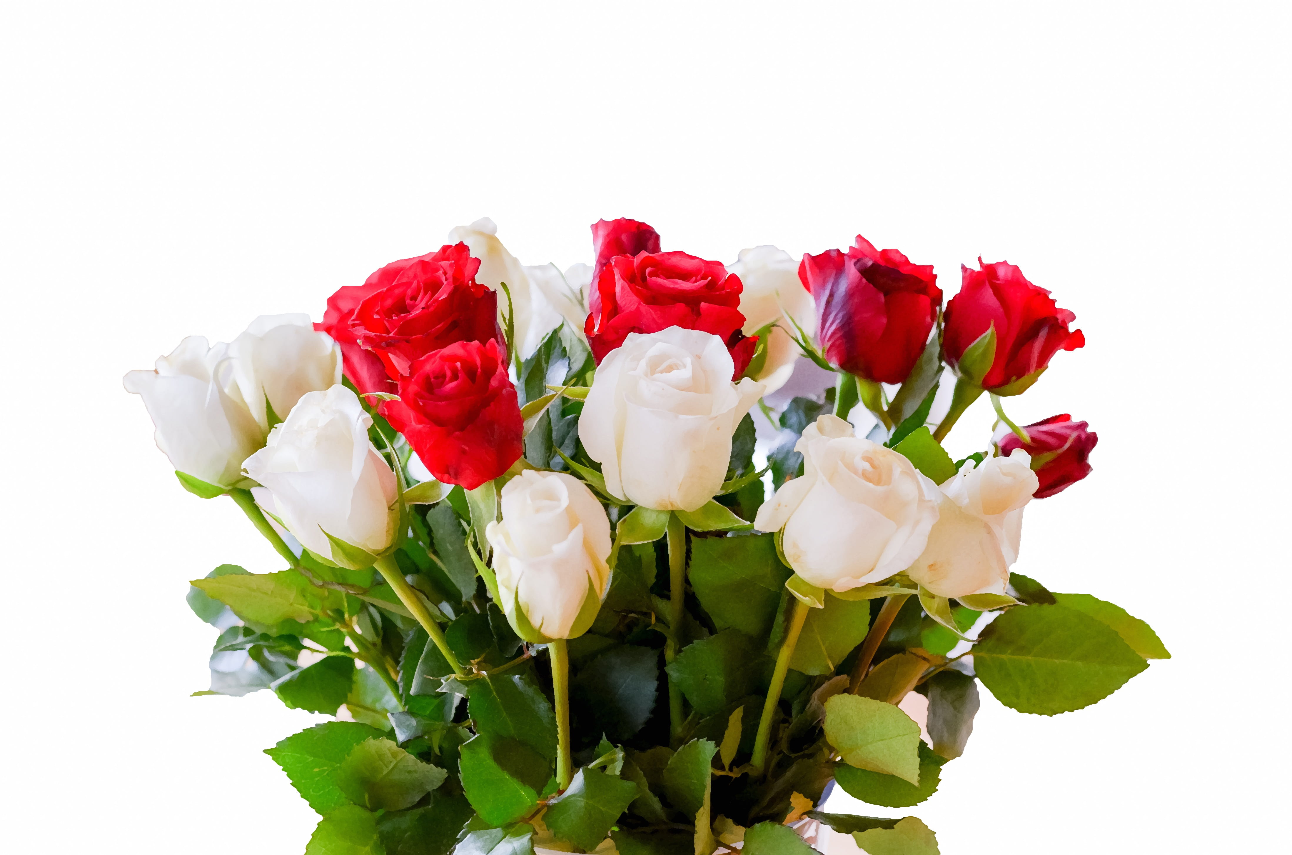 no people, studio shot, indoors, red Rose, corsage, flower head, plant, green color, bouquet, bunch of flowers, inflorescence, rose, freshness, vulnerability, HD Wallpaper