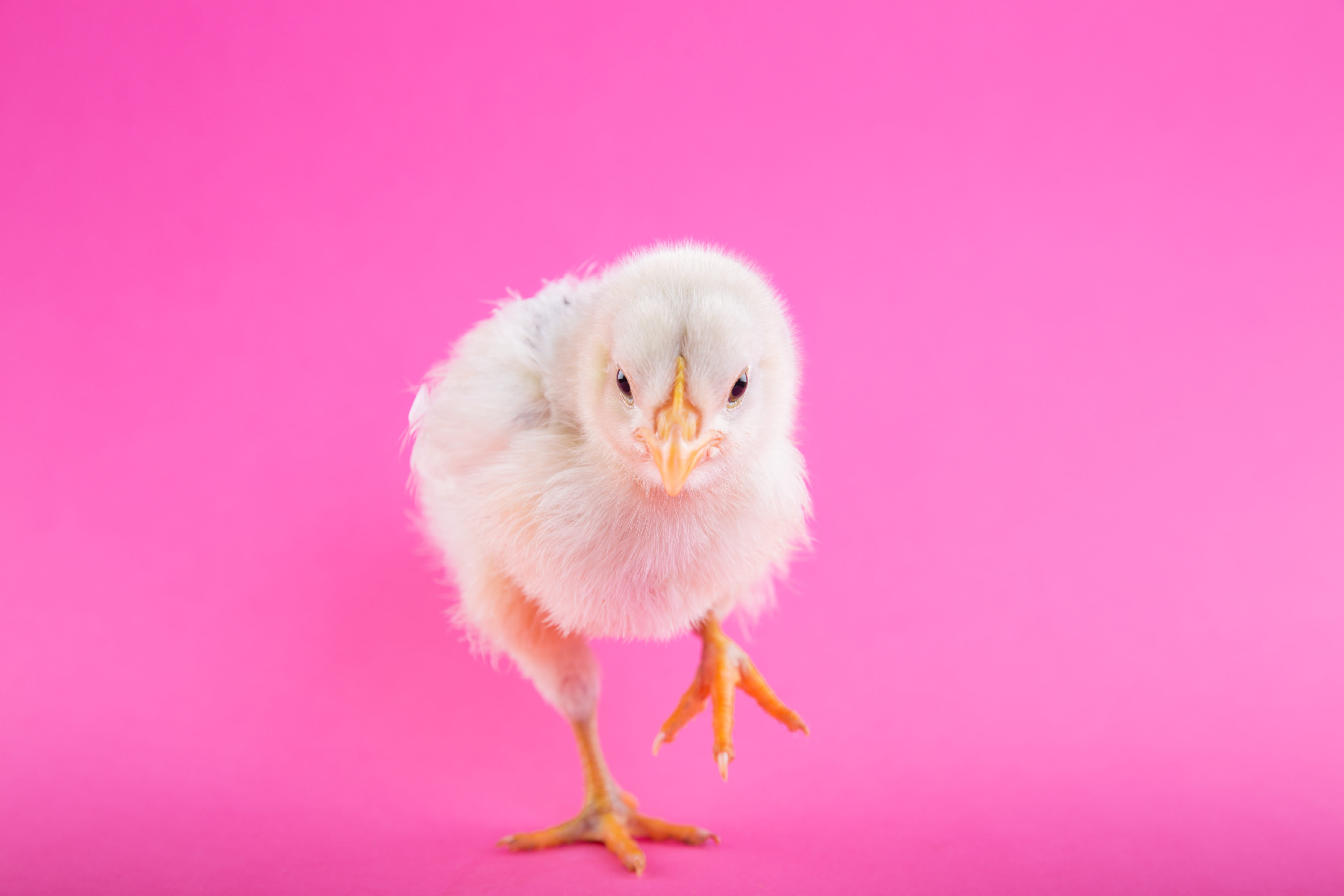 chick, vertebrate, background, chicken, white, top, indoors, pink, pink color, cute, bird, poultry, livestock, animal, chicken - bird, fluffy, one animal, HD Wallpaper