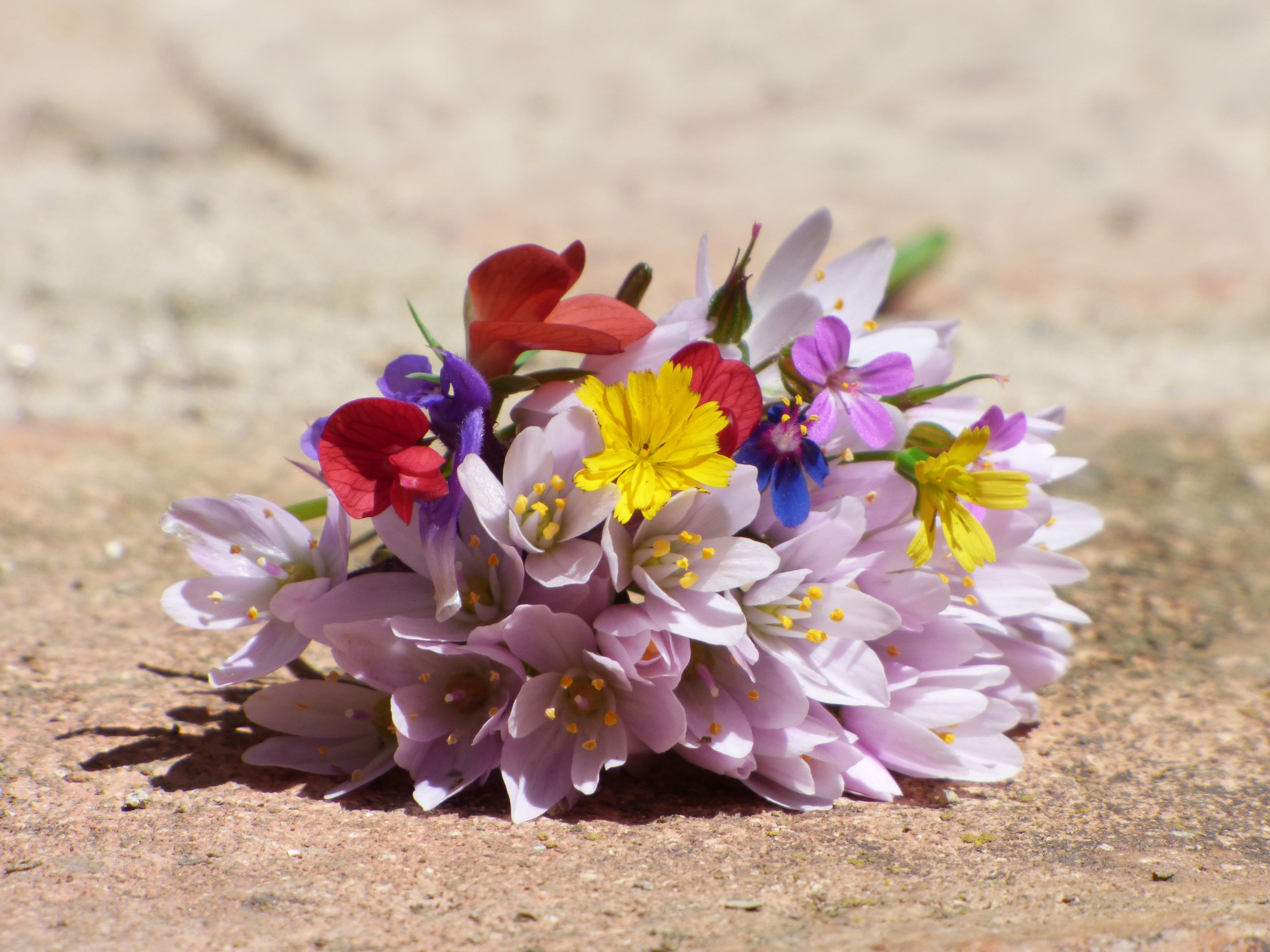 beauty in nature, wild flowers, beauty, land, focus on foreground, close-up, flowering plant, vulnerability, still life, 4K, freshness, outdoors, flower head, HD Wallpaper