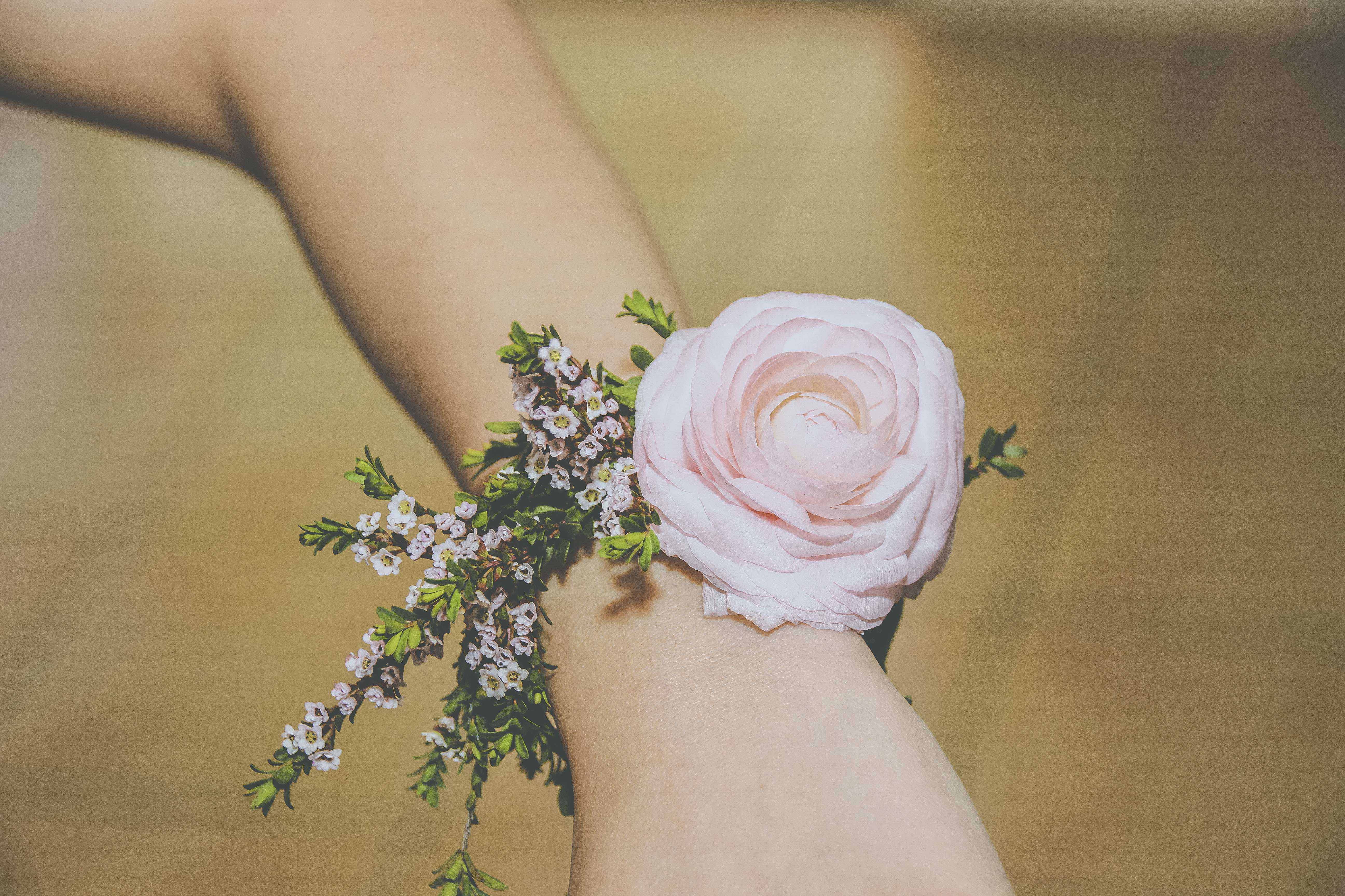 fragility, rose - flower, person, freshness, human hand, flower head, human body part, hand, adult, outdoors, nature, flower, wrist, rose, flowering plant, HD Wallpaper