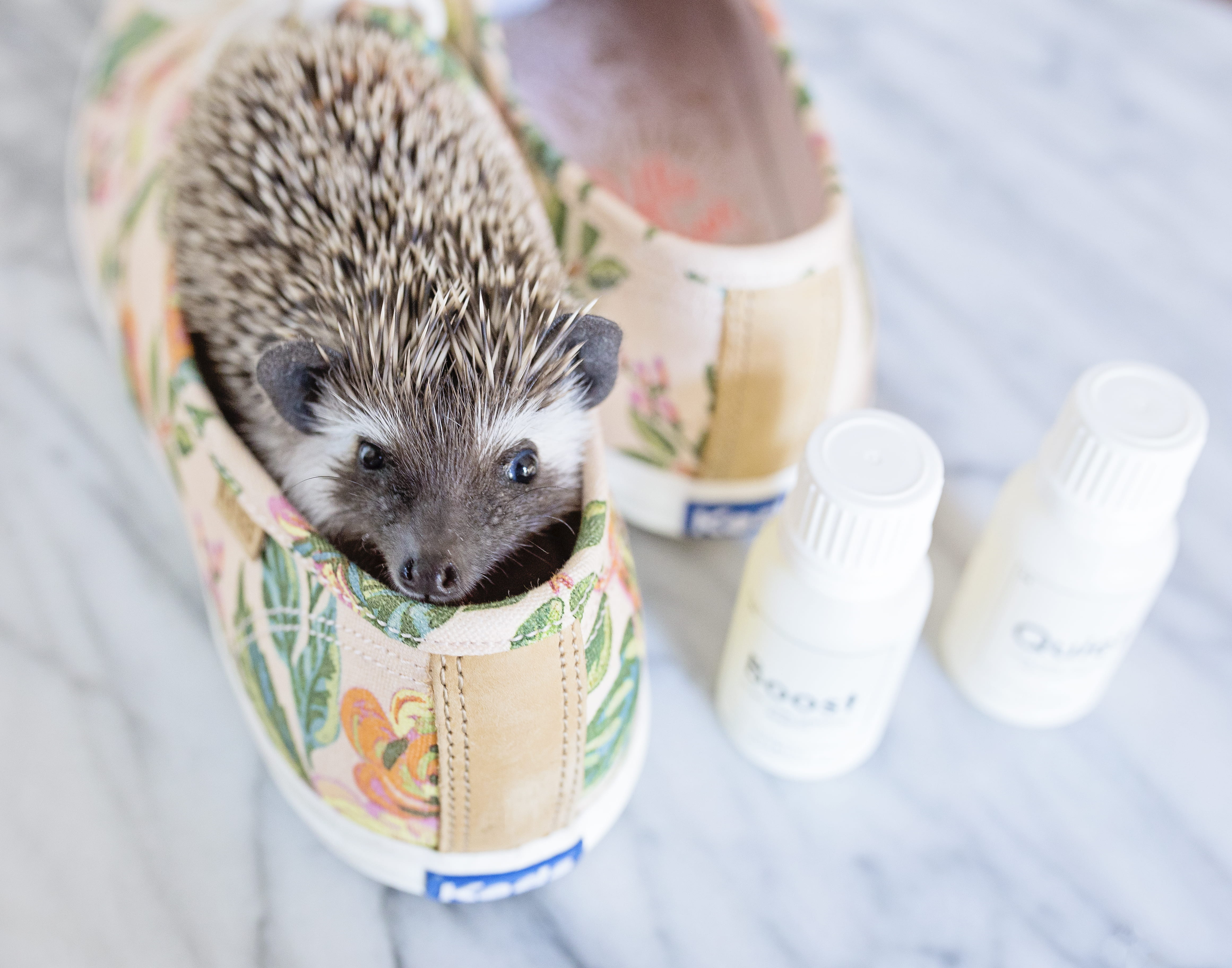 4K, blur, focus, canine, top, green, young animal, close-up, low, cute animals, outdoors, cute, bottles, mammal, looking at camera, sneakers, eyes, indoors, HD Wallpaper