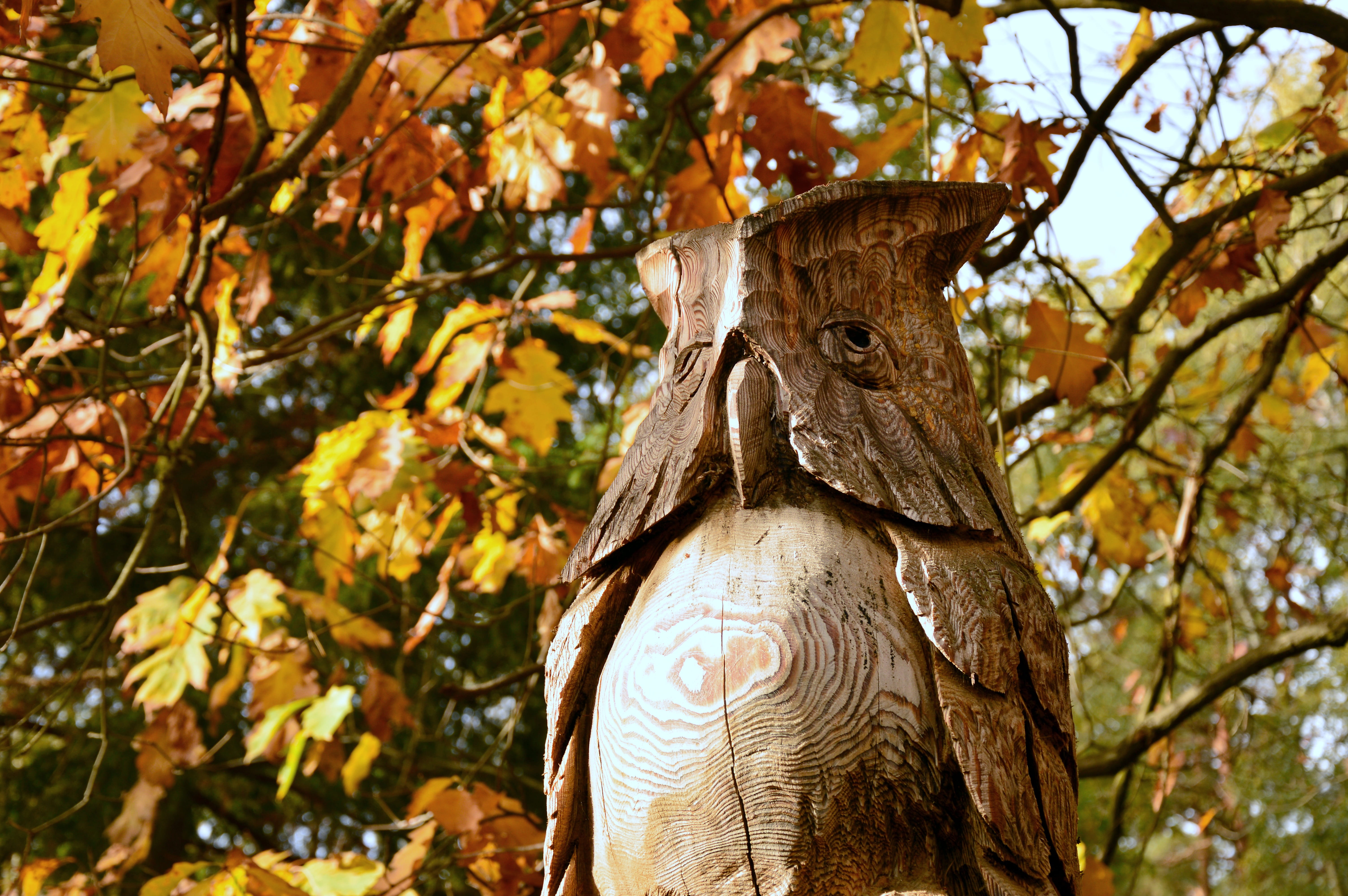 carved, animals in the wild, nature, leaf, fall foliage, carving, change, focus on foreground, animal themes, eagle owl, branch, vertebrate, one animal, HD Wallpaper