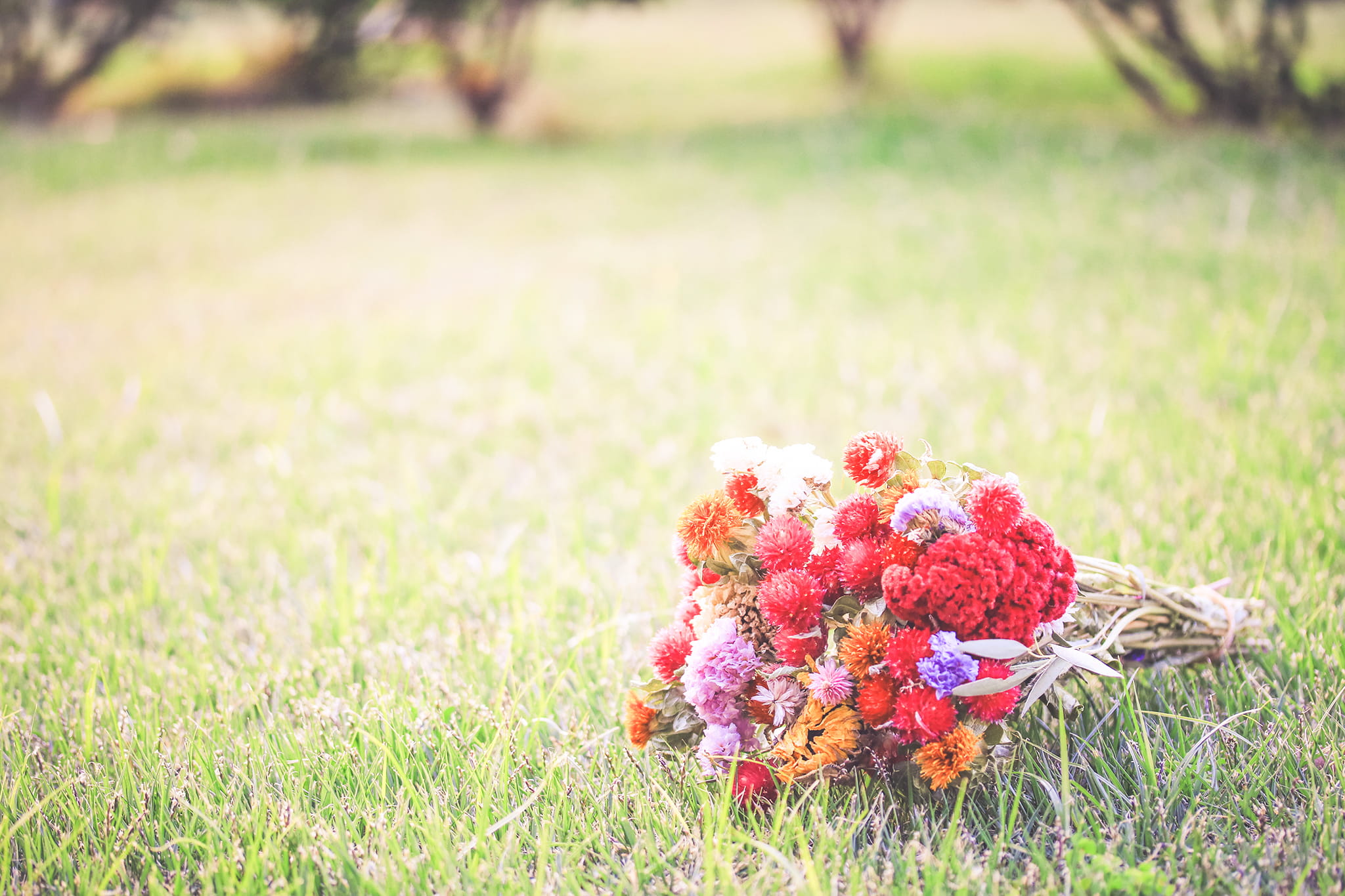 season, flower Head, freshness, no people, sunlight, bright, flower, grass, red, decoration, flower arrangement, plant, meadow, green Color, daytme, day, HD Wallpaper