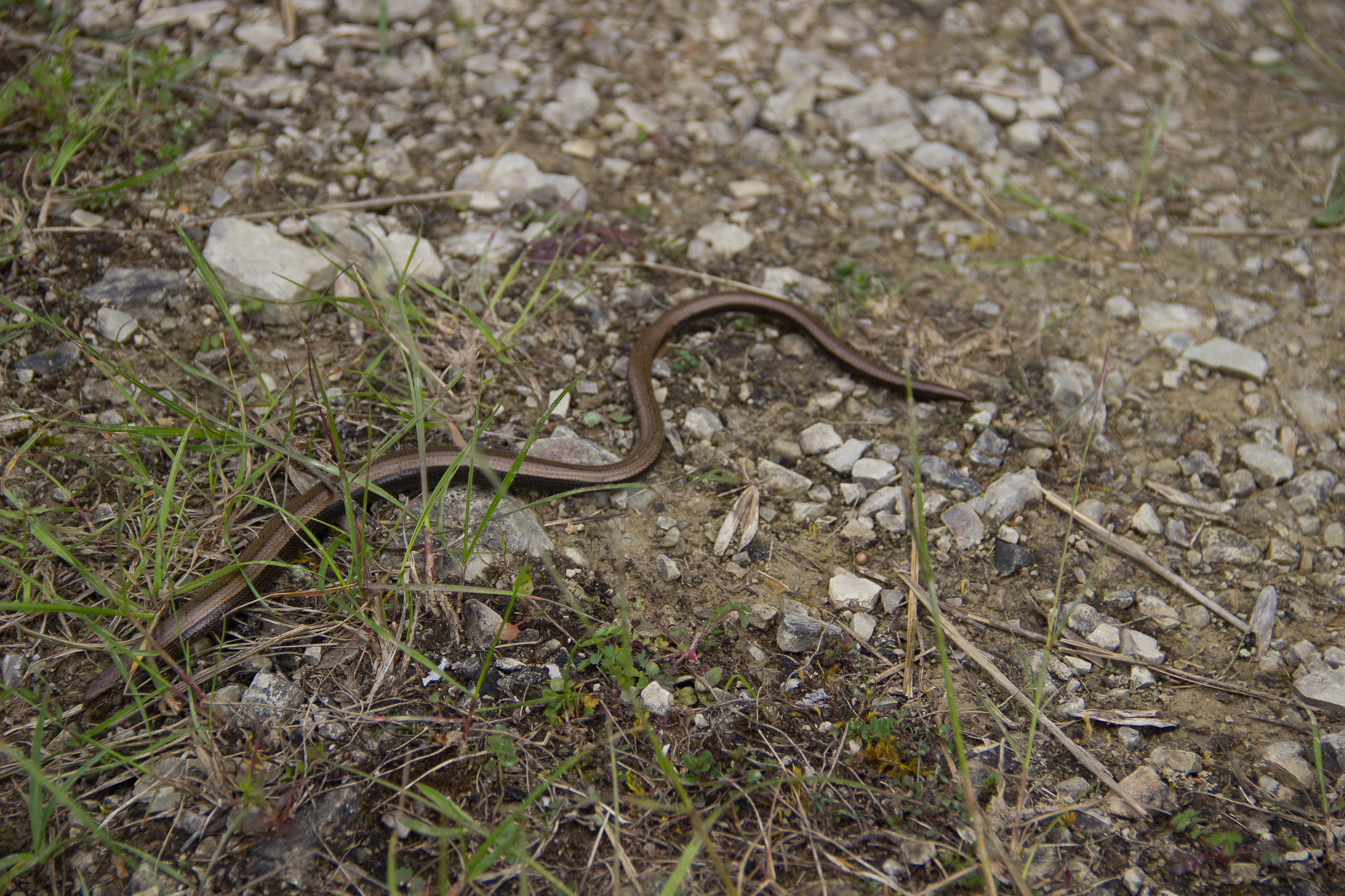 vertebrate, close-up, land, plant, worm, selective focus, animals in the wild, reptile, no people, 5K, outdoors, day, animal themes, field, natrix, high angle view, HD Wallpaper