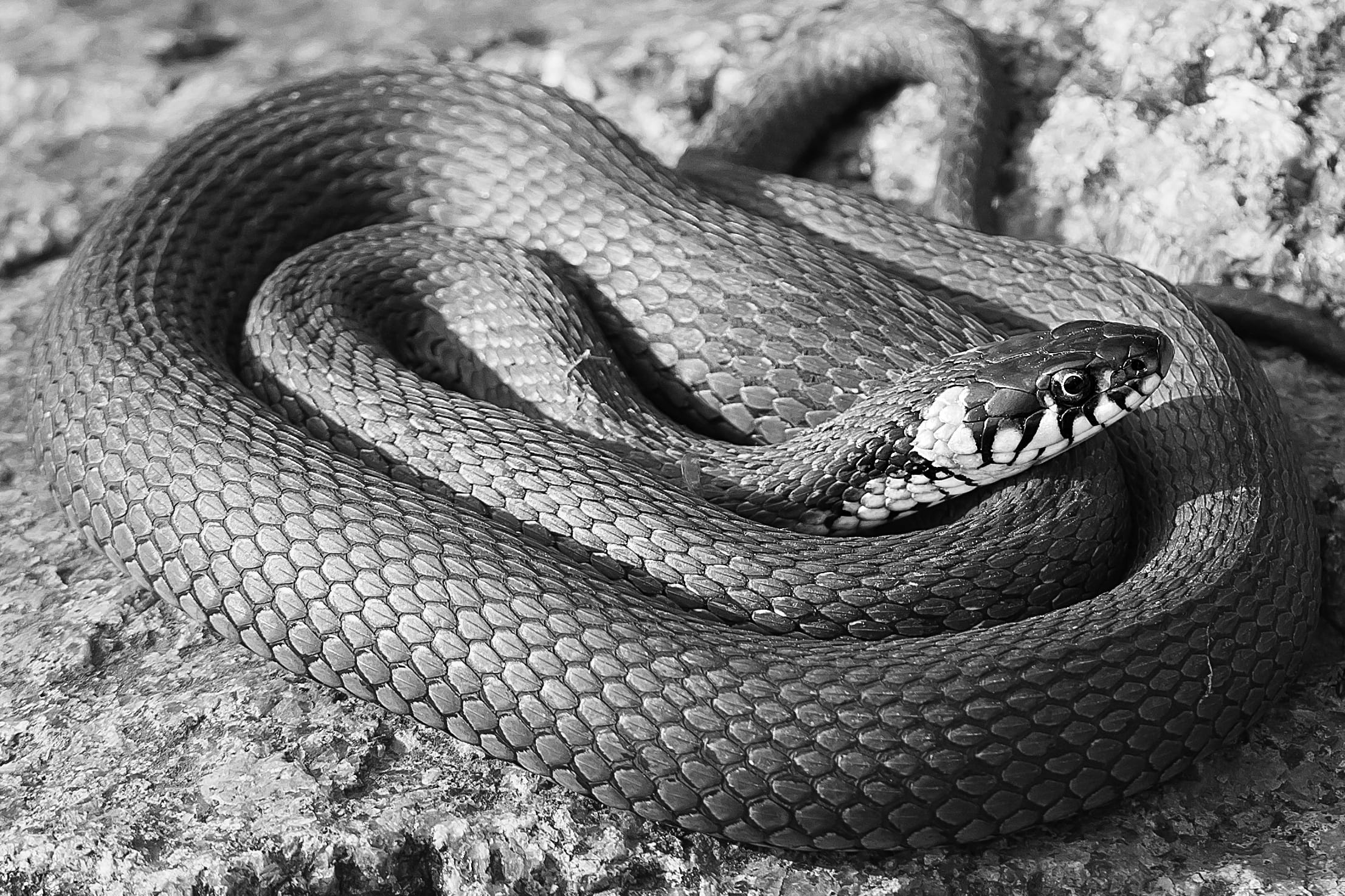 animal themes, zoo, poisonous, animal, animal wildlife, close-up, natrix, animal head, rnatakäärme, animal scale, sign, snake, reptile, warning sign, animals in the wild, HD Wallpaper