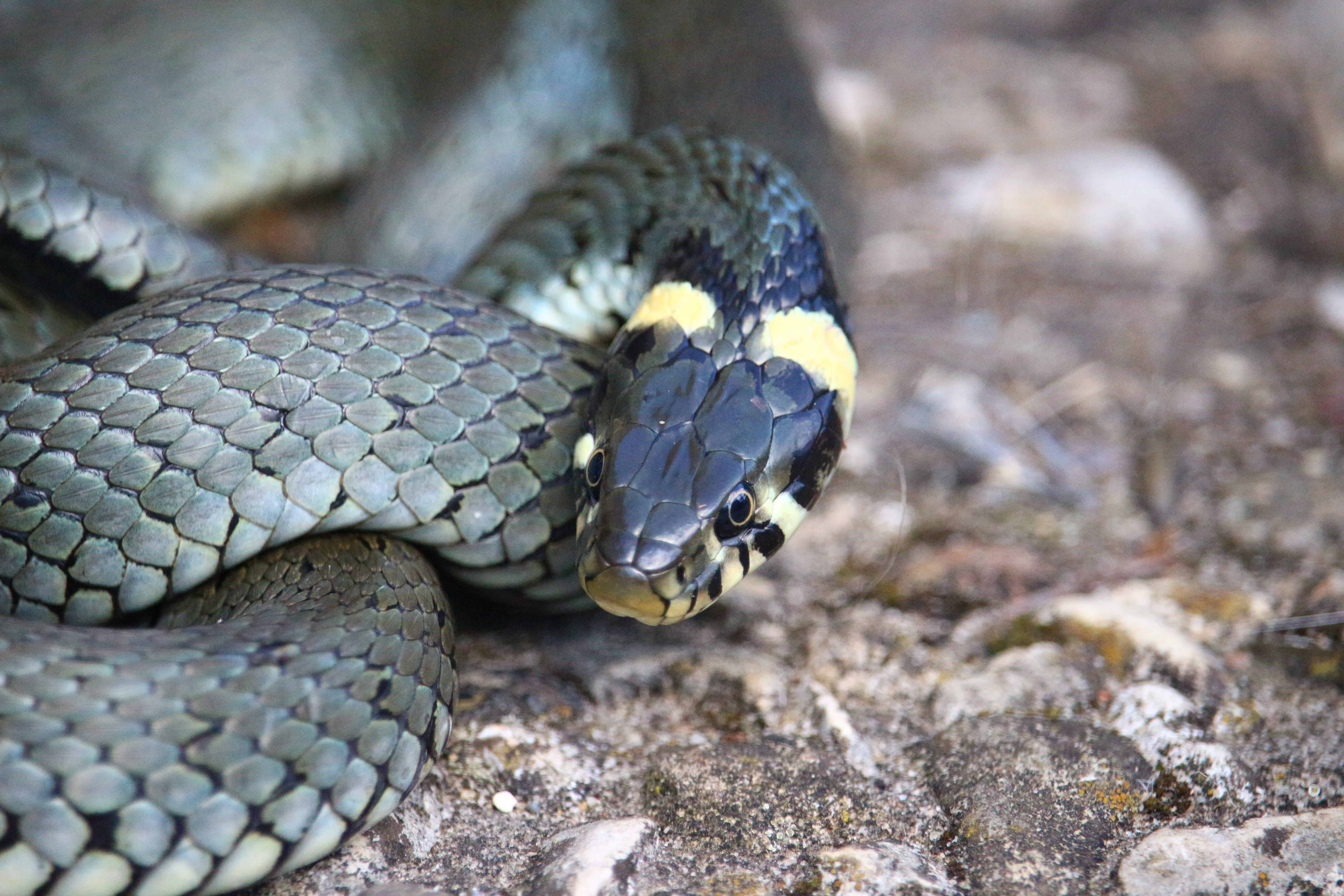 aggression, vertebrate, snakehead, Grass Snake, nature, animal body part, animal, water snake, Reptile, 5K, animal themes, Natter, animal head, focus on foreground, HD Wallpaper
