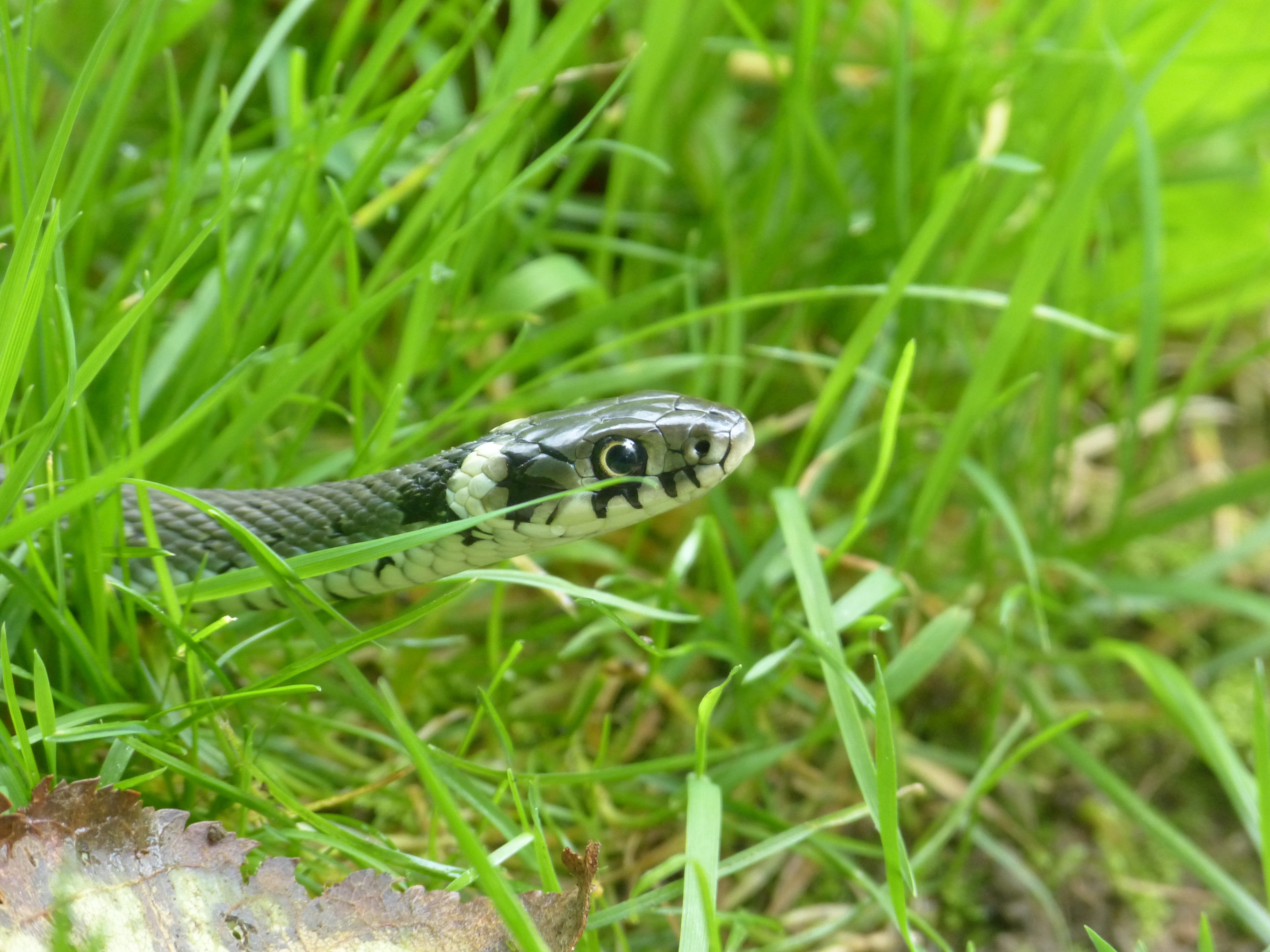 growth, species, Grass Snake, scale, no people, animal mouth, animal themes, natrix natrix, Natter, 4K, head game, field, animals in the wild, neck patch, HD Wallpaper