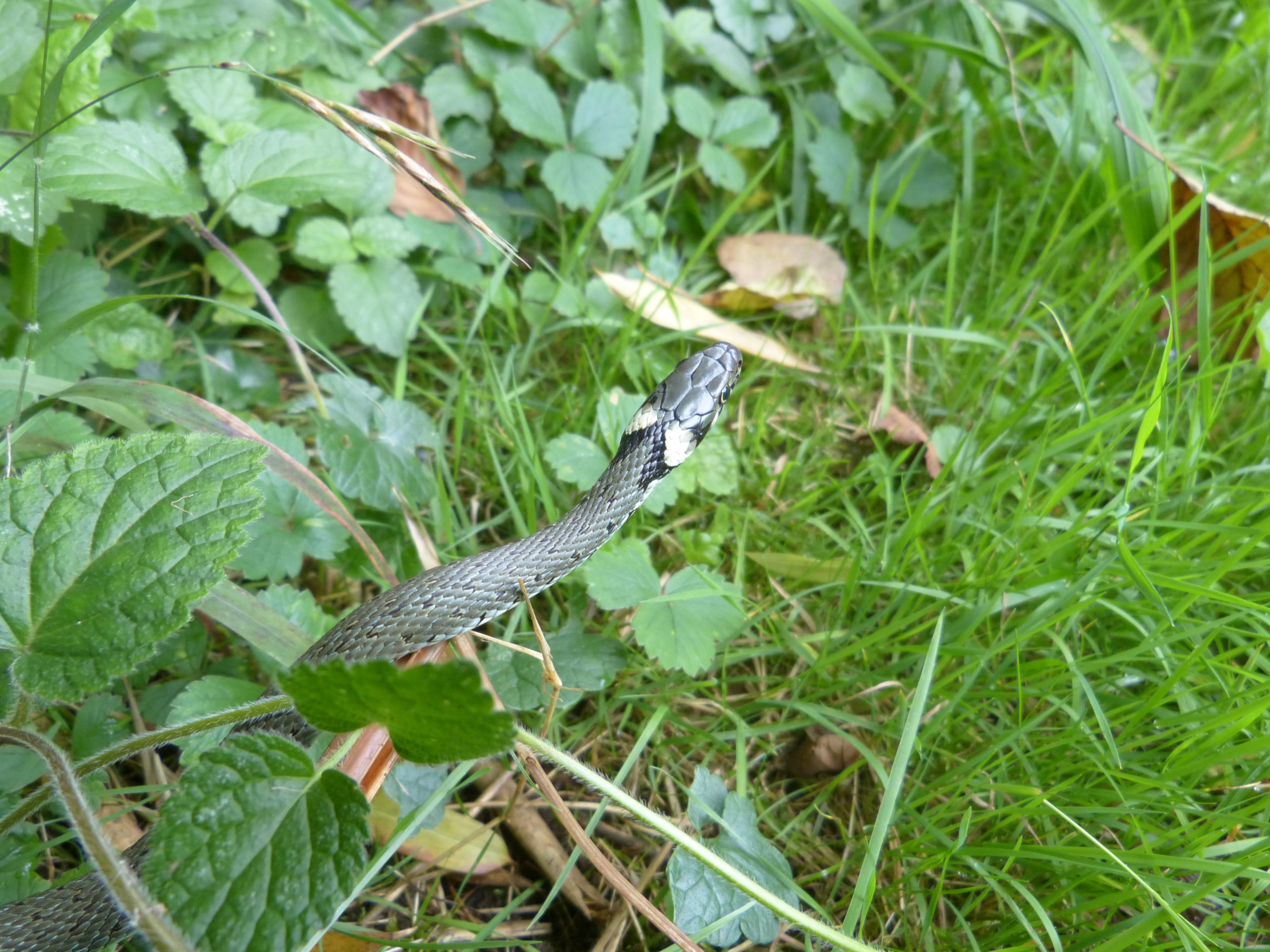 young animal, blade of grass, invertebrate, neck patch, snake, animals in the wild, day, natrix natrix, Natter, mind drawing, nature, scale, species, barren grass snake, HD Wallpaper