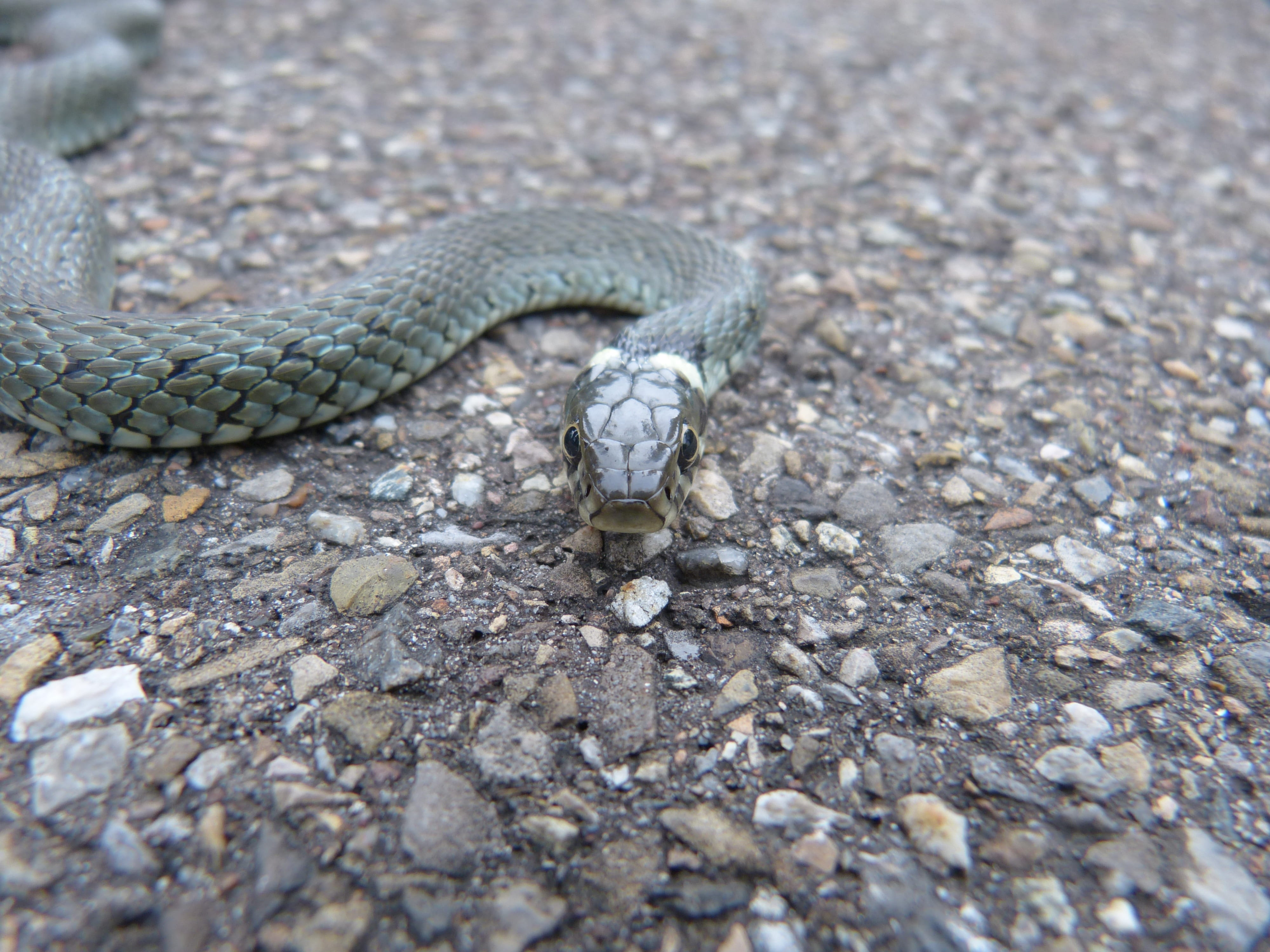 nature, warning sign, vertebrate, no people, 4K, danger, non-hazardous, animal wildlife, poisonous, animal themes, animal body part, selective focus, natrix natrix, HD Wallpaper