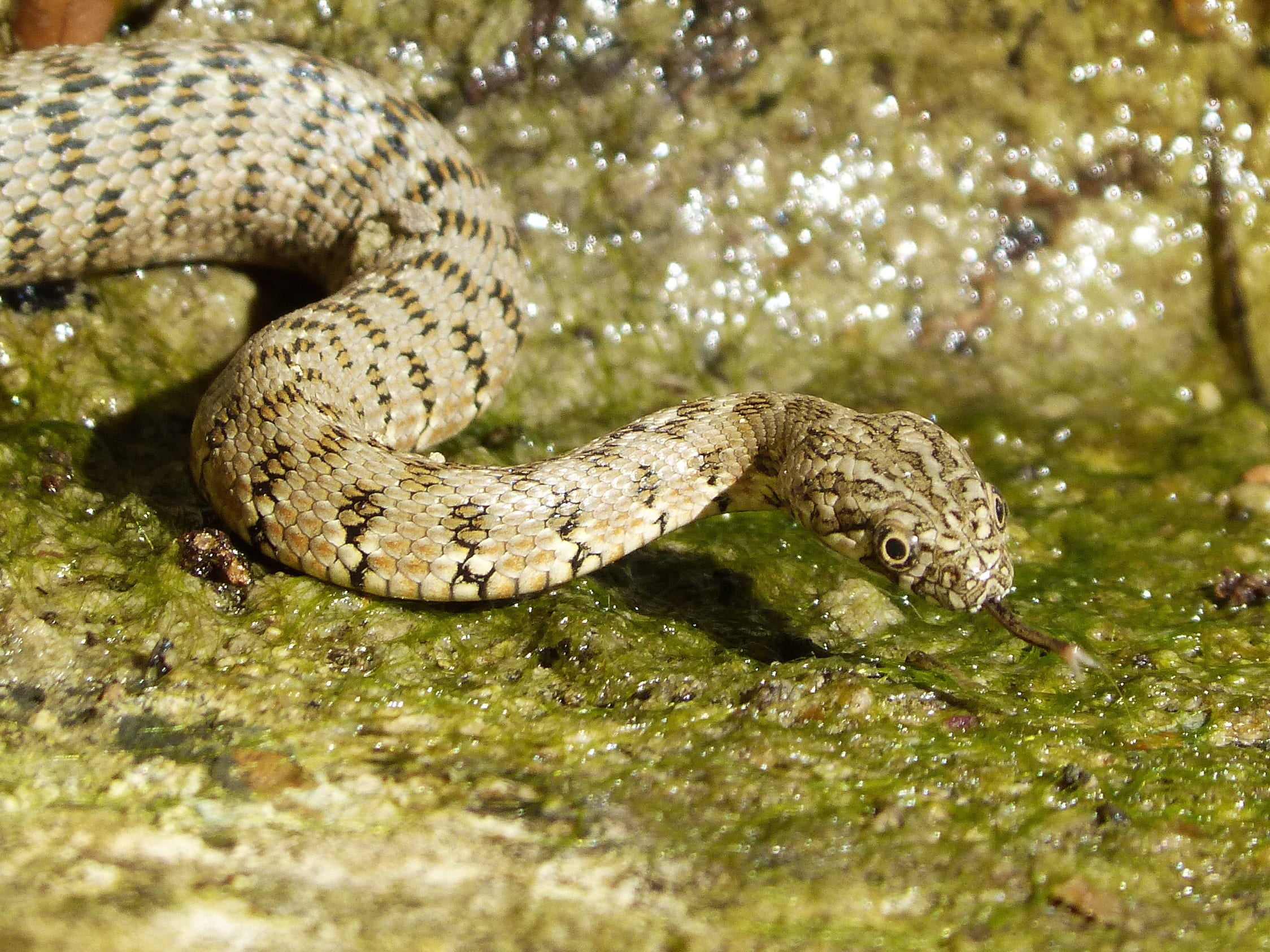 outdoors, animal scale, no people, communication, warning sign, one animal, close-up, selective focus, raft, poisonous, sign, stalking, predator, nature, HD Wallpaper