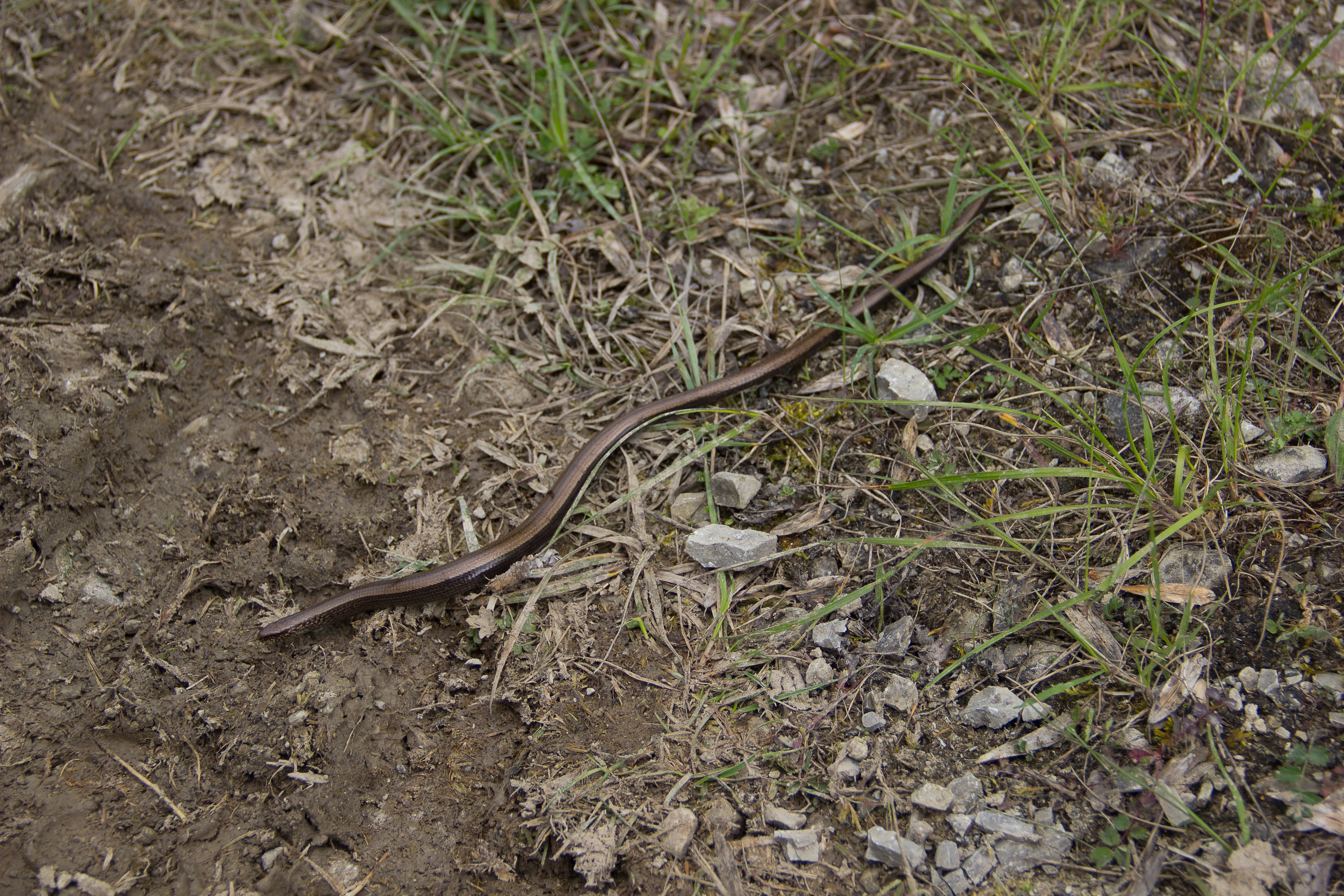 animal themes, animal, grass, no people, 5K, vertebrate, field, natrix, slow worm, reptile, lizard, outdoors, brown, day, animal wildlife, plant, crawl, HD Wallpaper